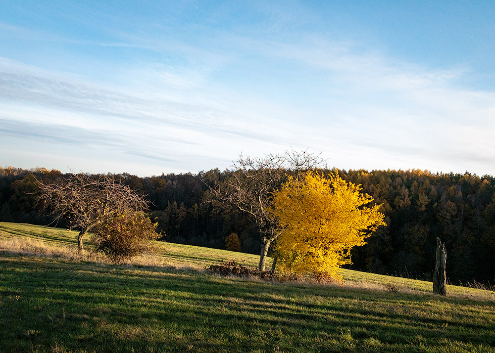 Herbstabendkontraste