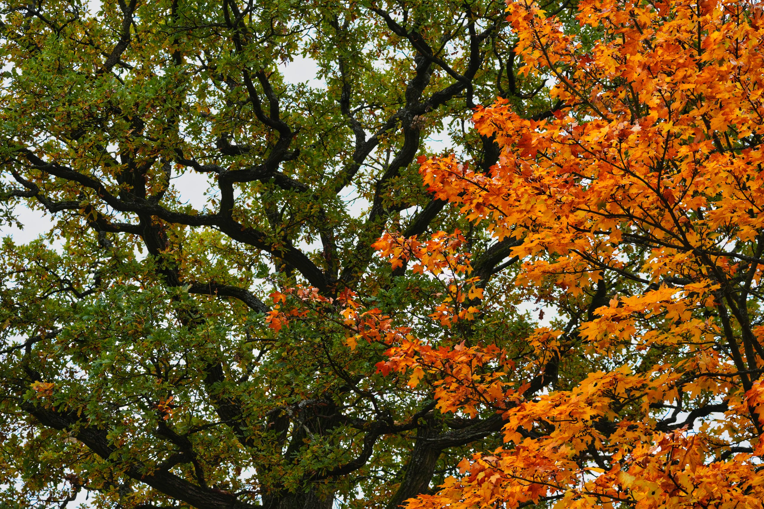Herbstbäume
