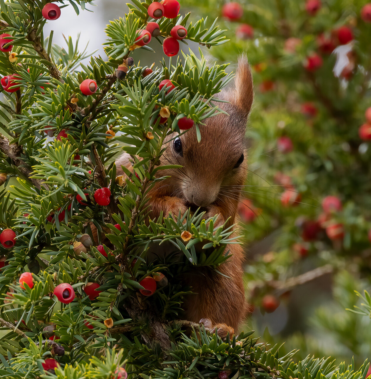 Herbstbeeren (3)