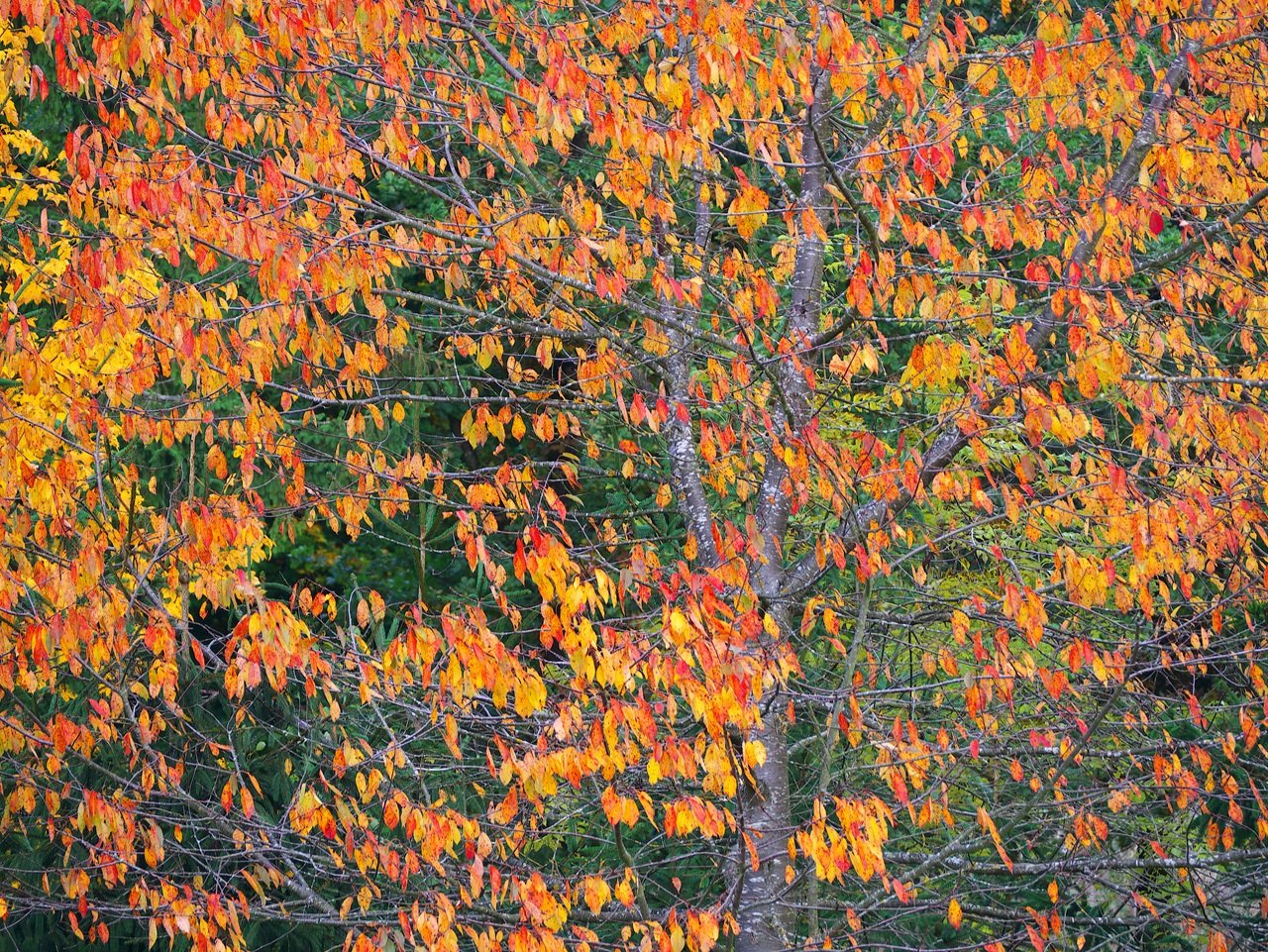Herbstbild