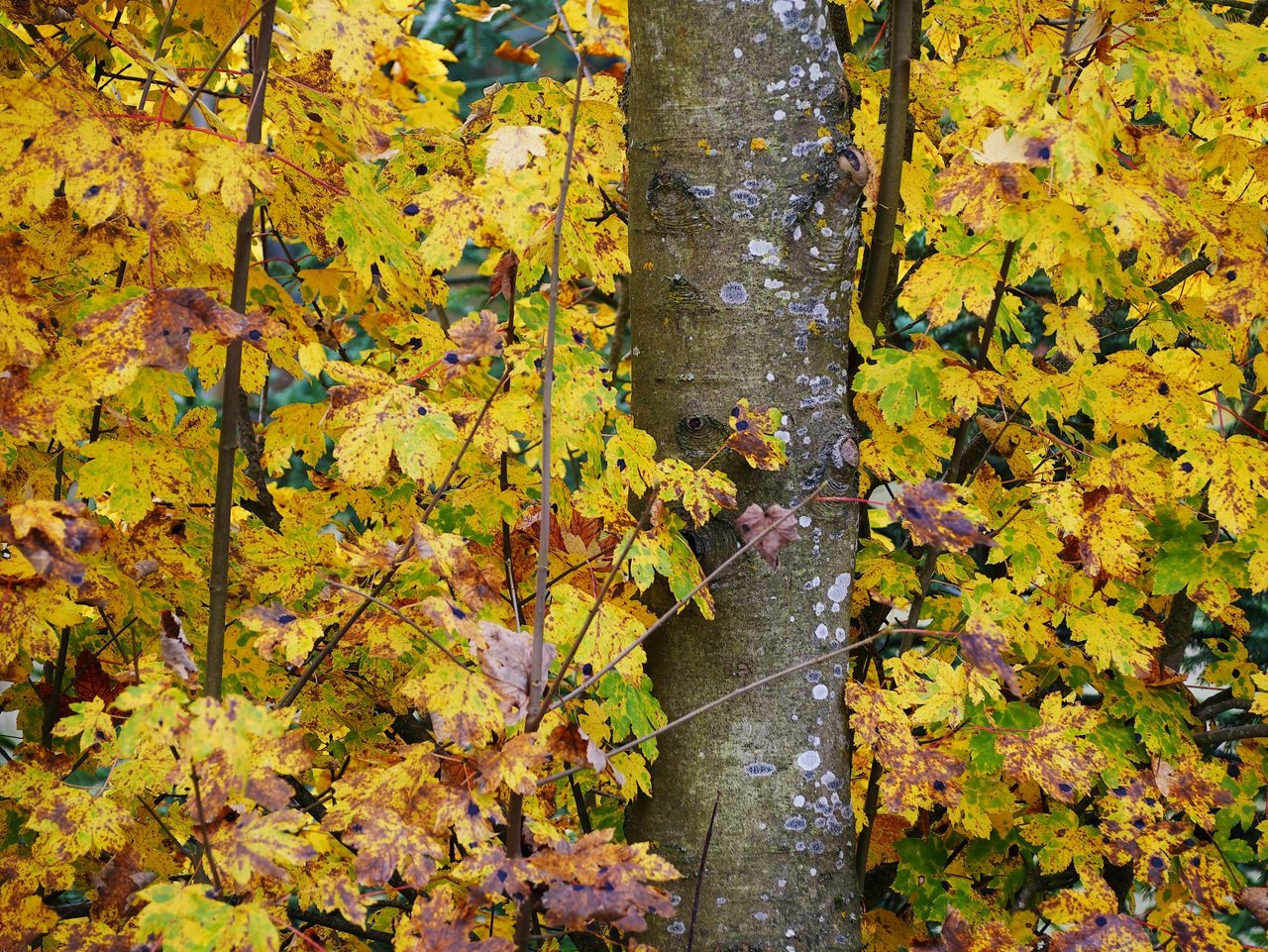 Herbstbild