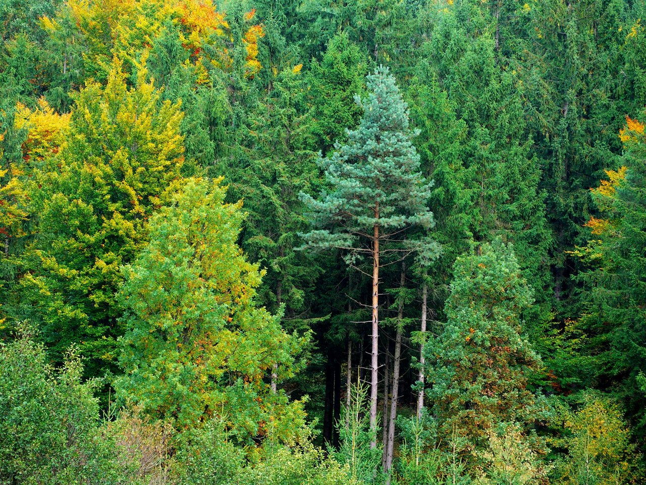 Herbstbild