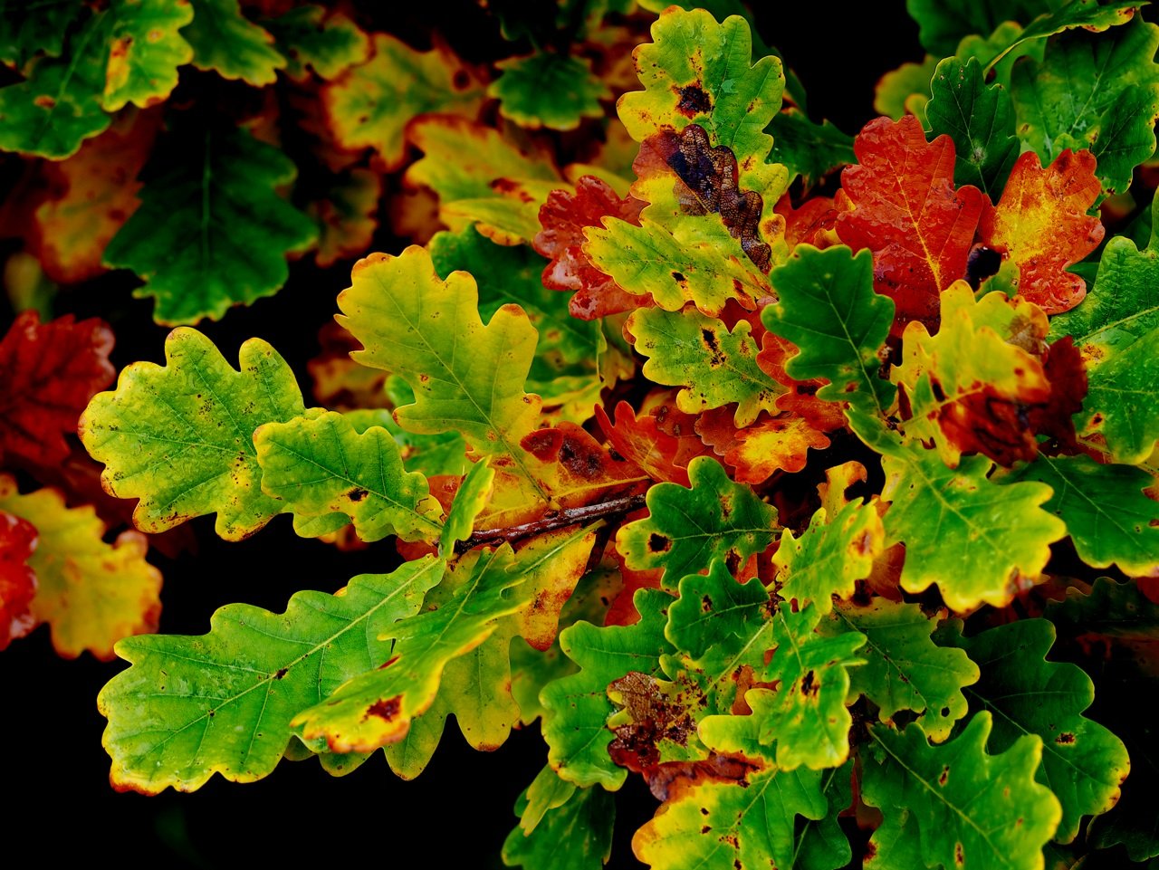 Herbstbild