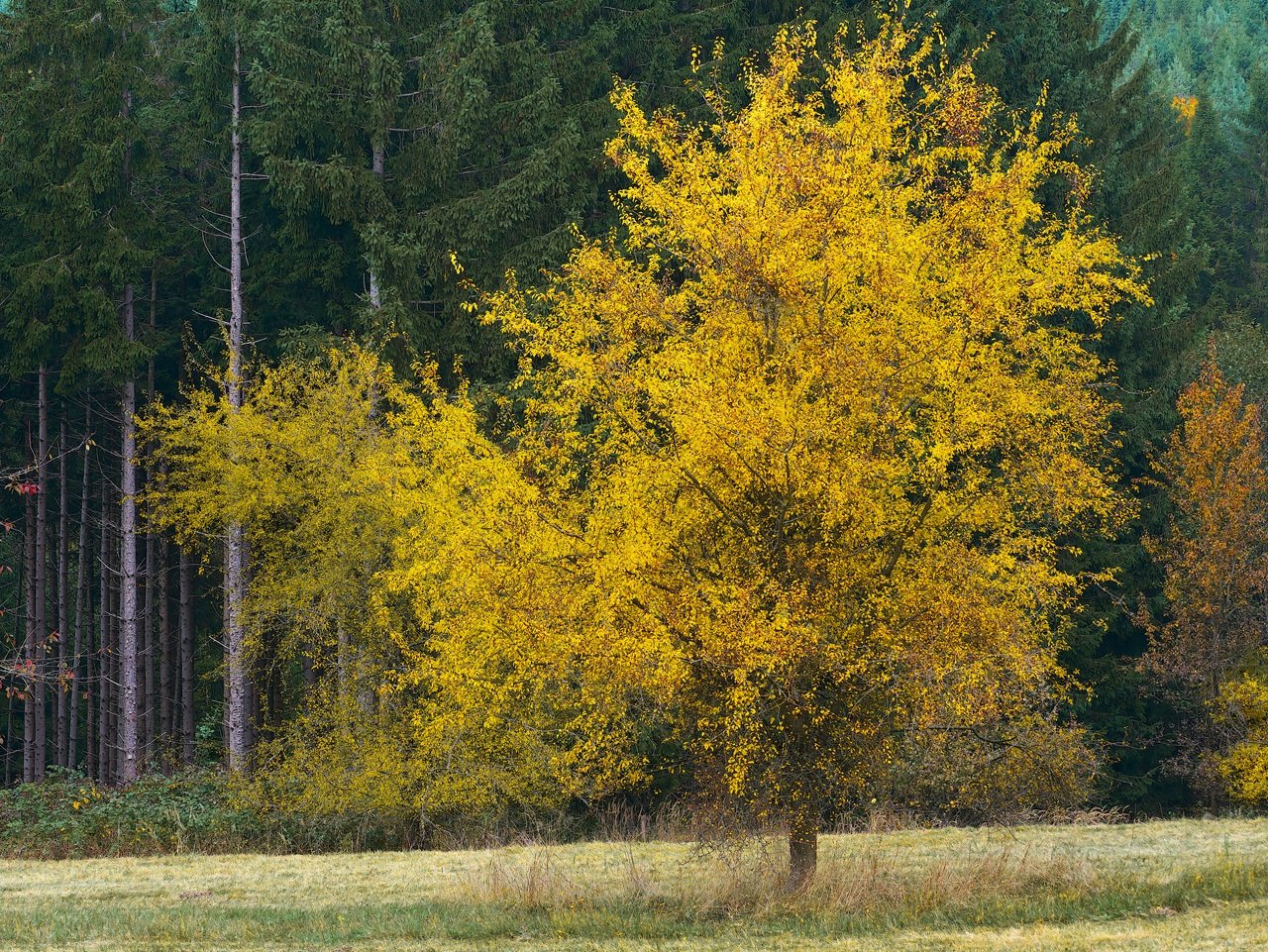 Herbstbild