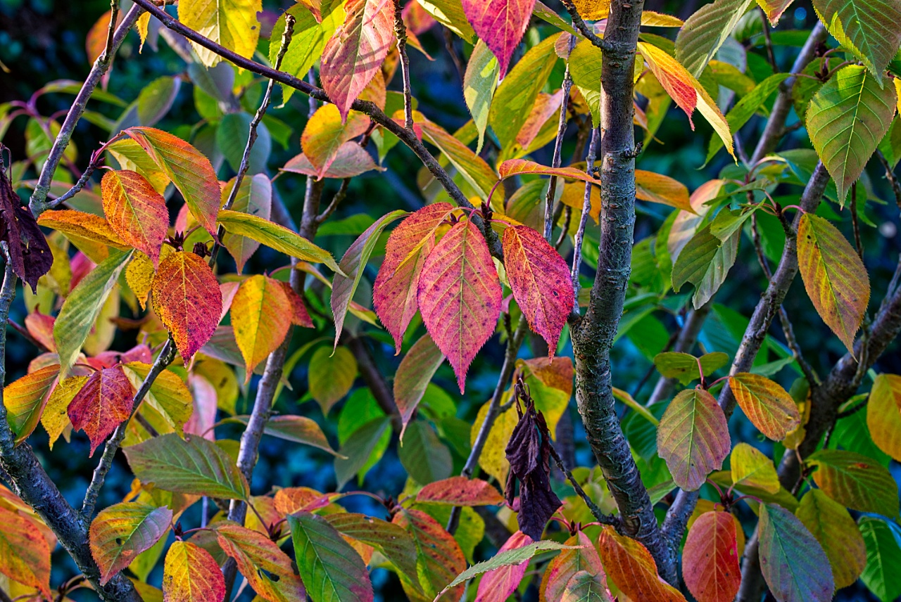 Herbstblätter  der Zierkirsche