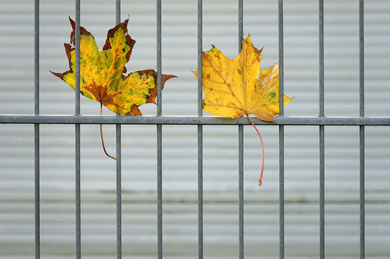 Herbstblätter