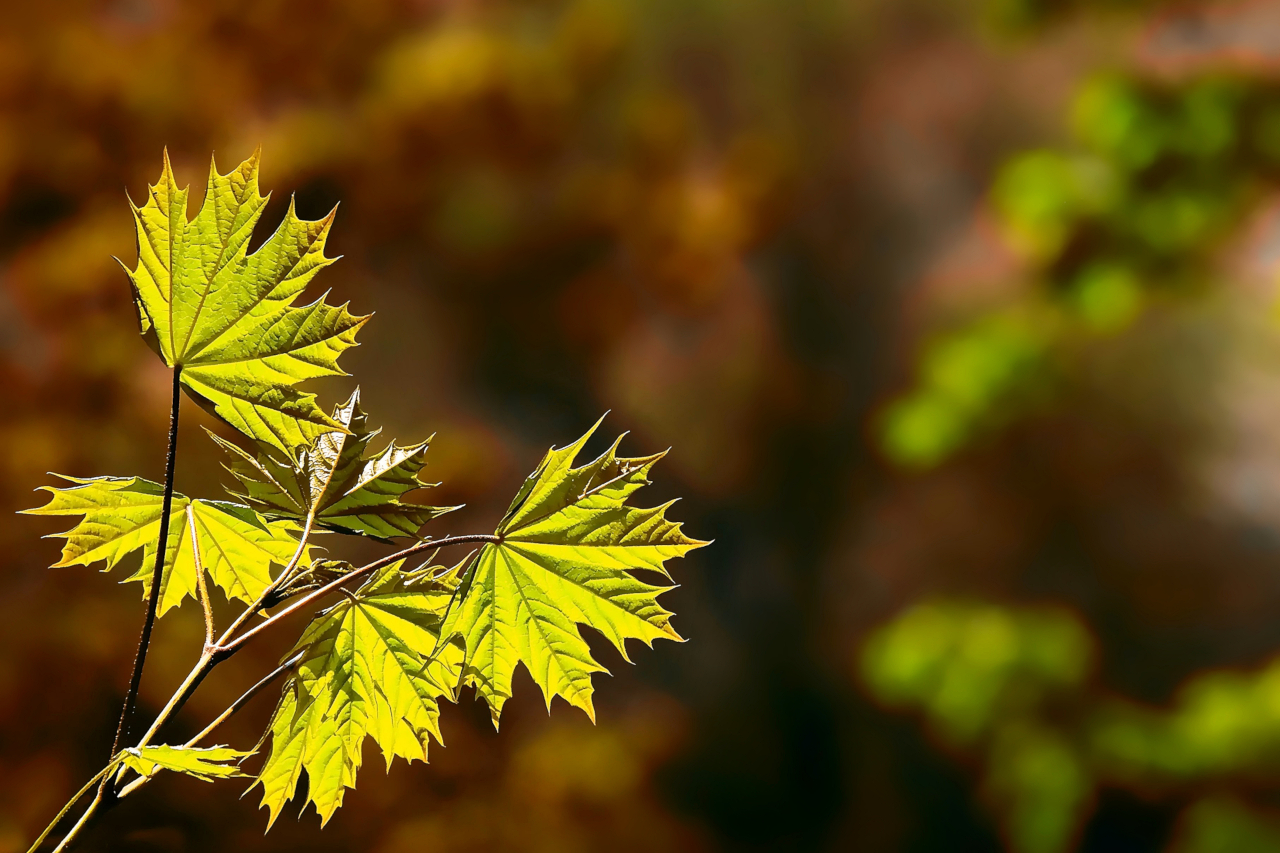 Herbstblätter