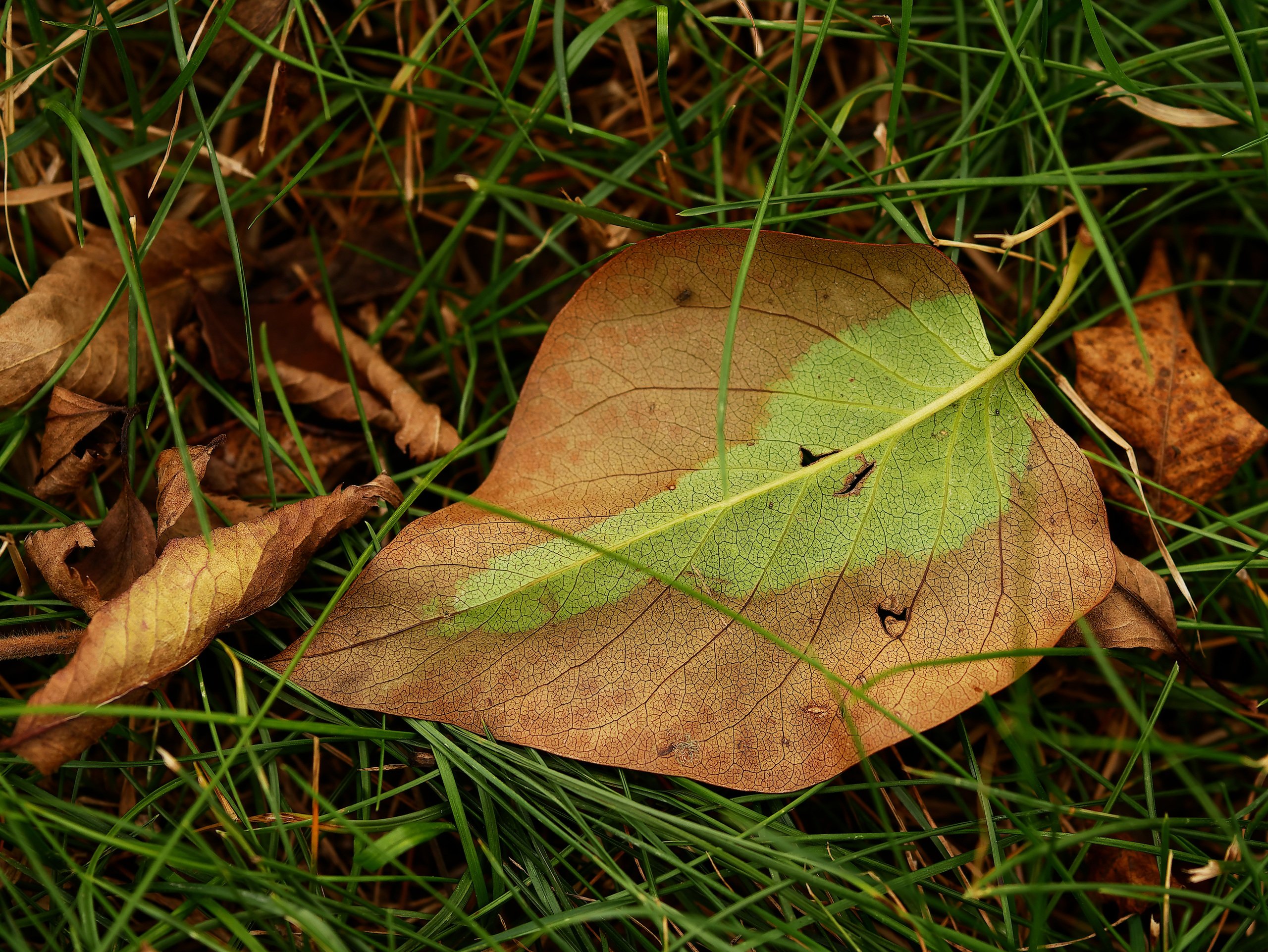 Herbstblatt