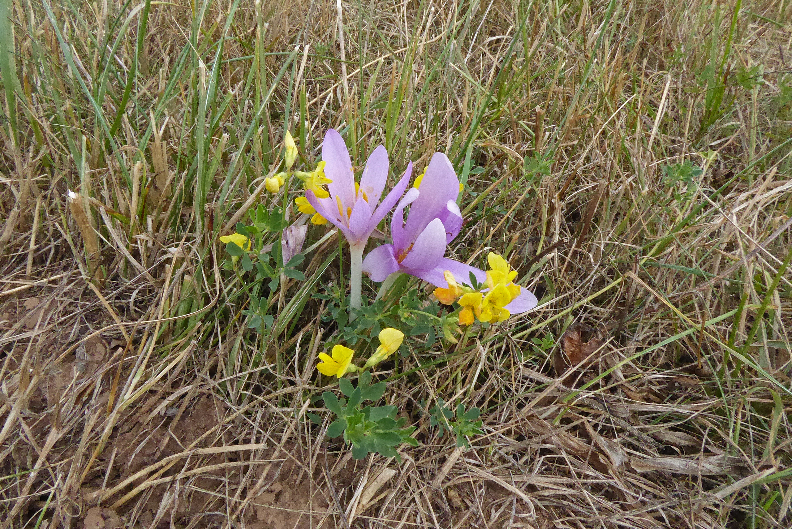 Herbstboten.jpg