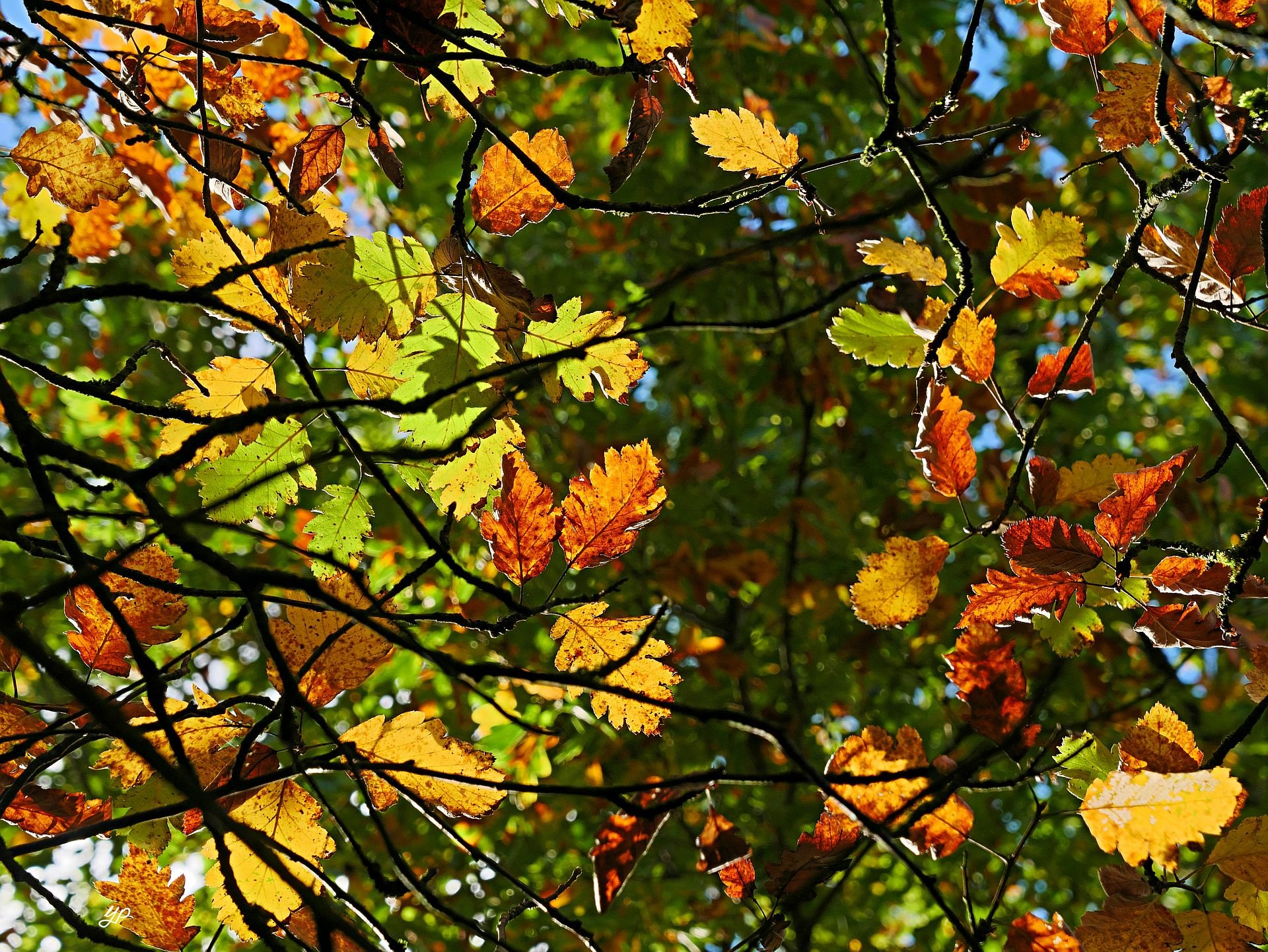 Herbstbunt