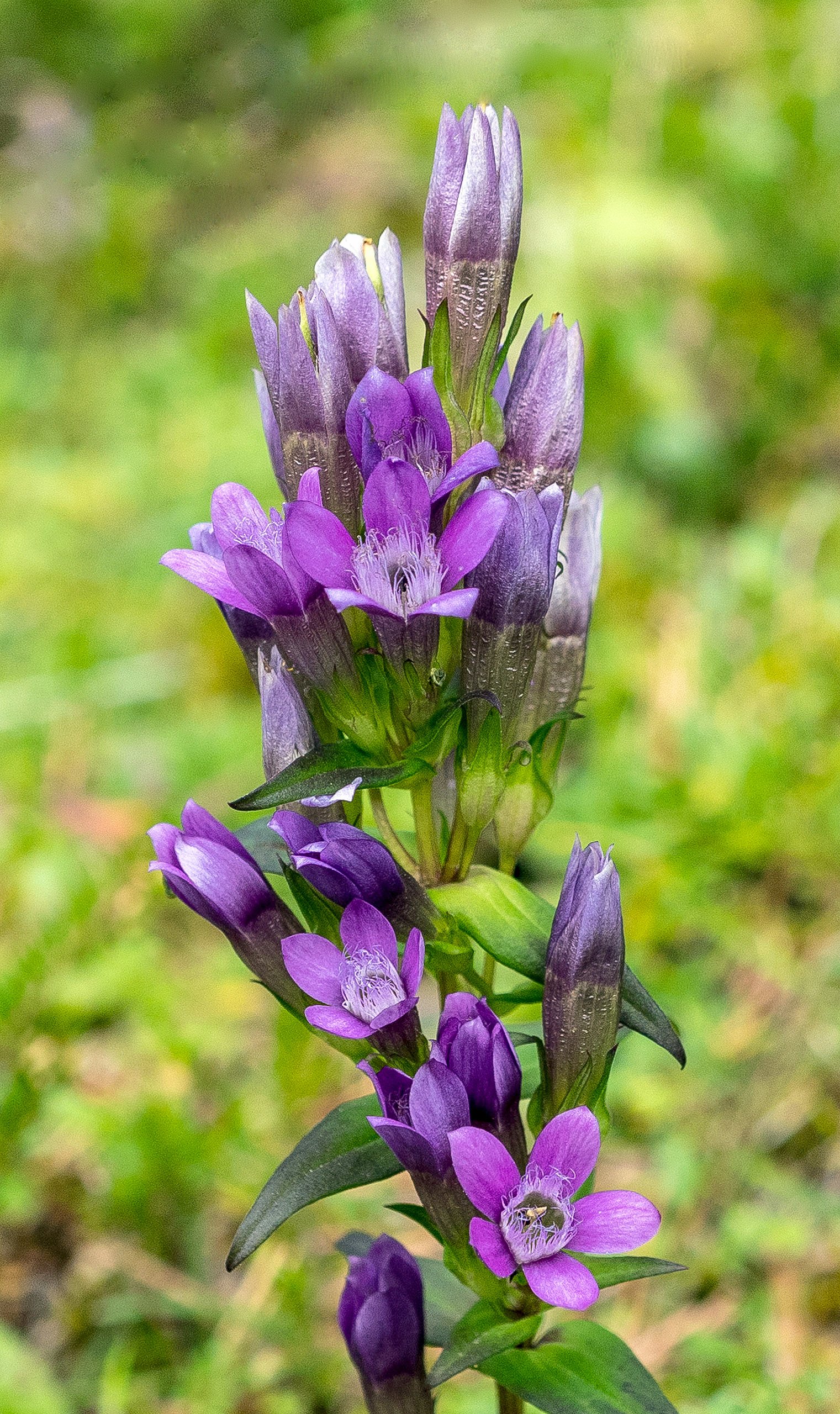 Herbstenzian