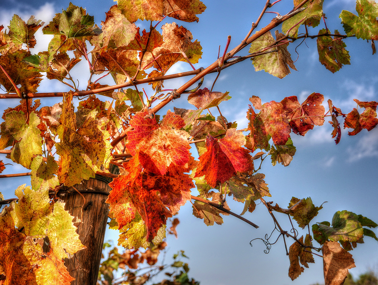 Herbstfarben im Weinberg