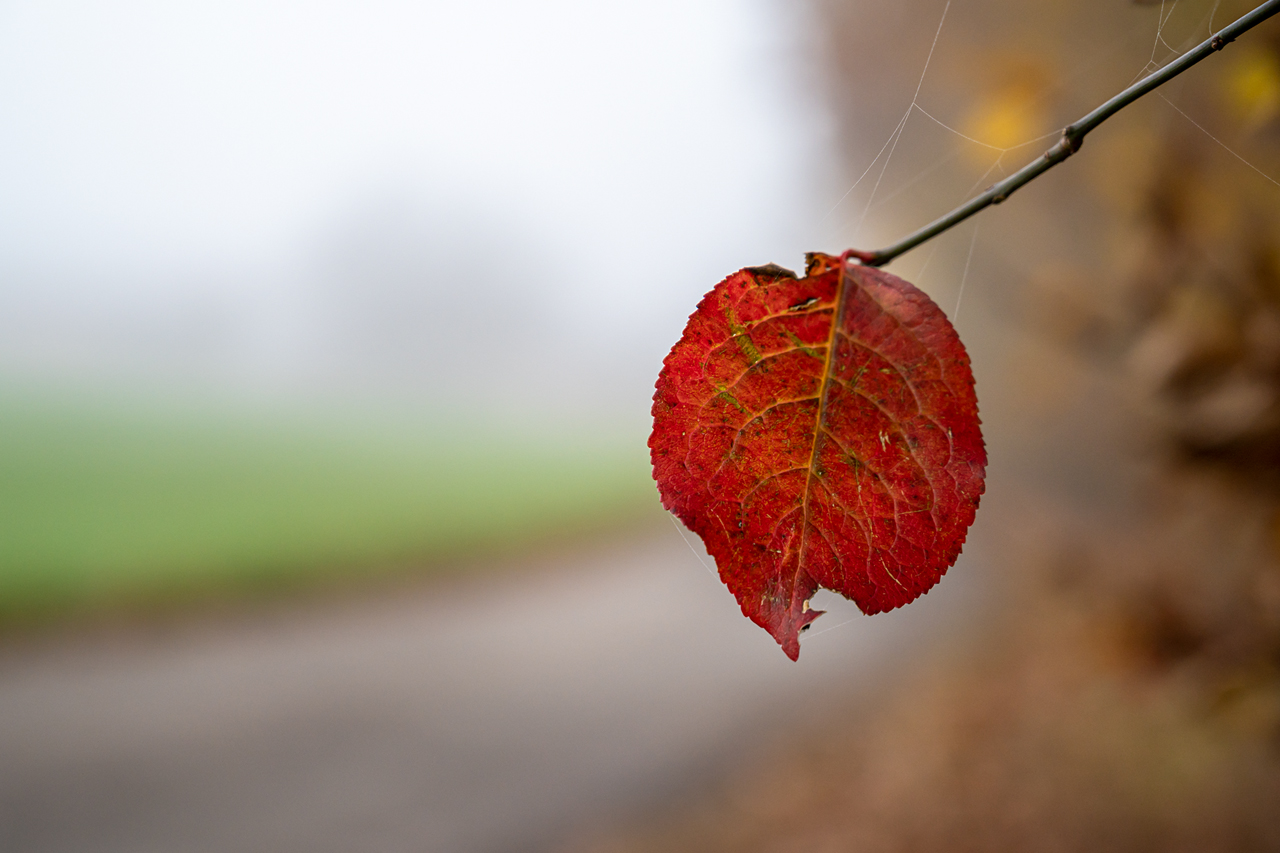 Herbstfarben