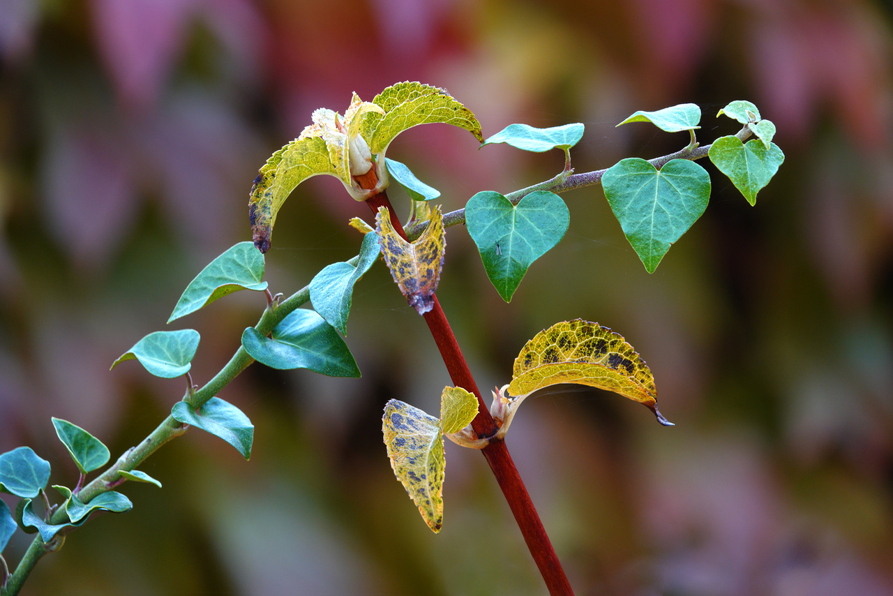 Herbstfarben