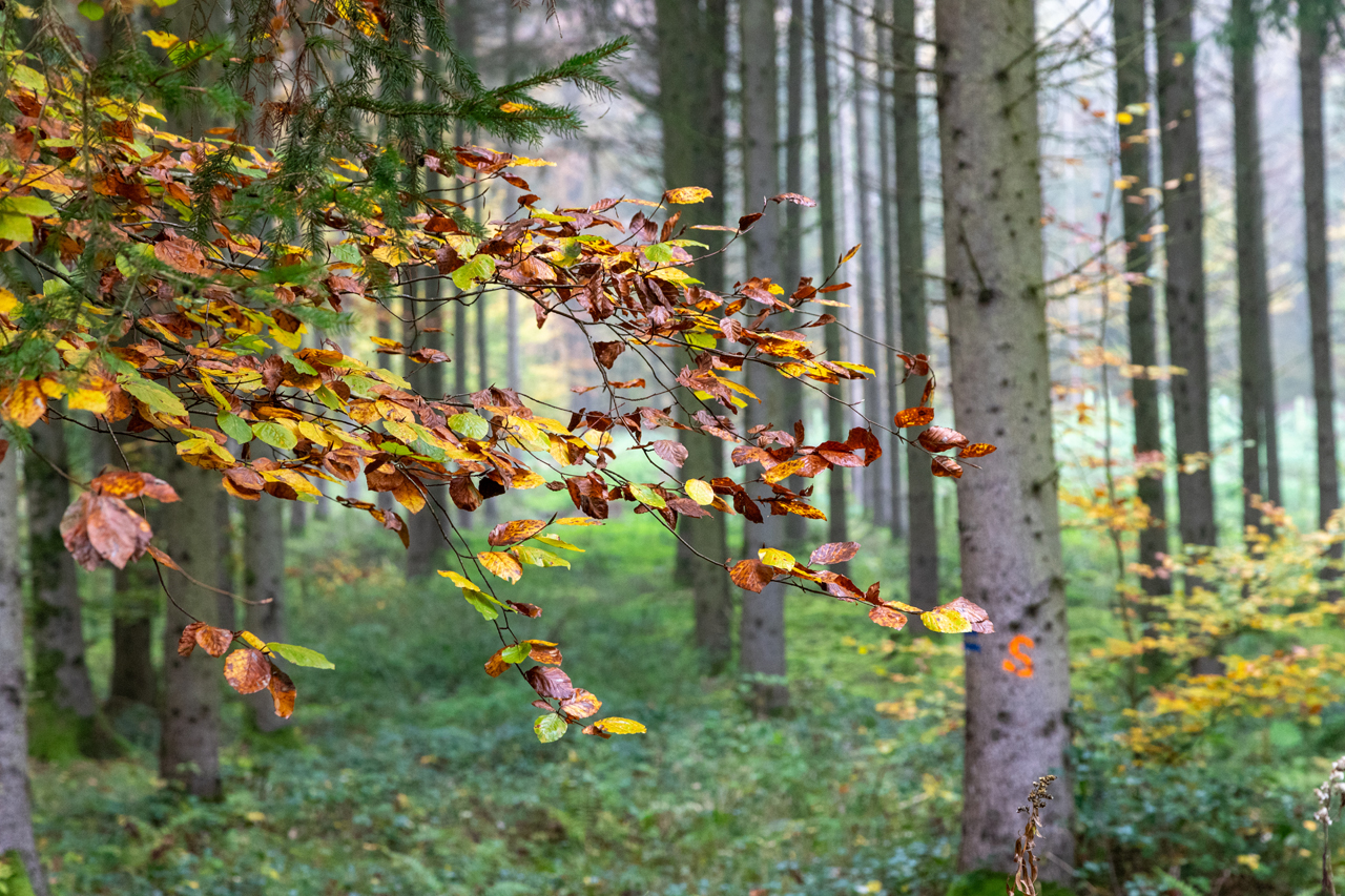 Herbstfarben