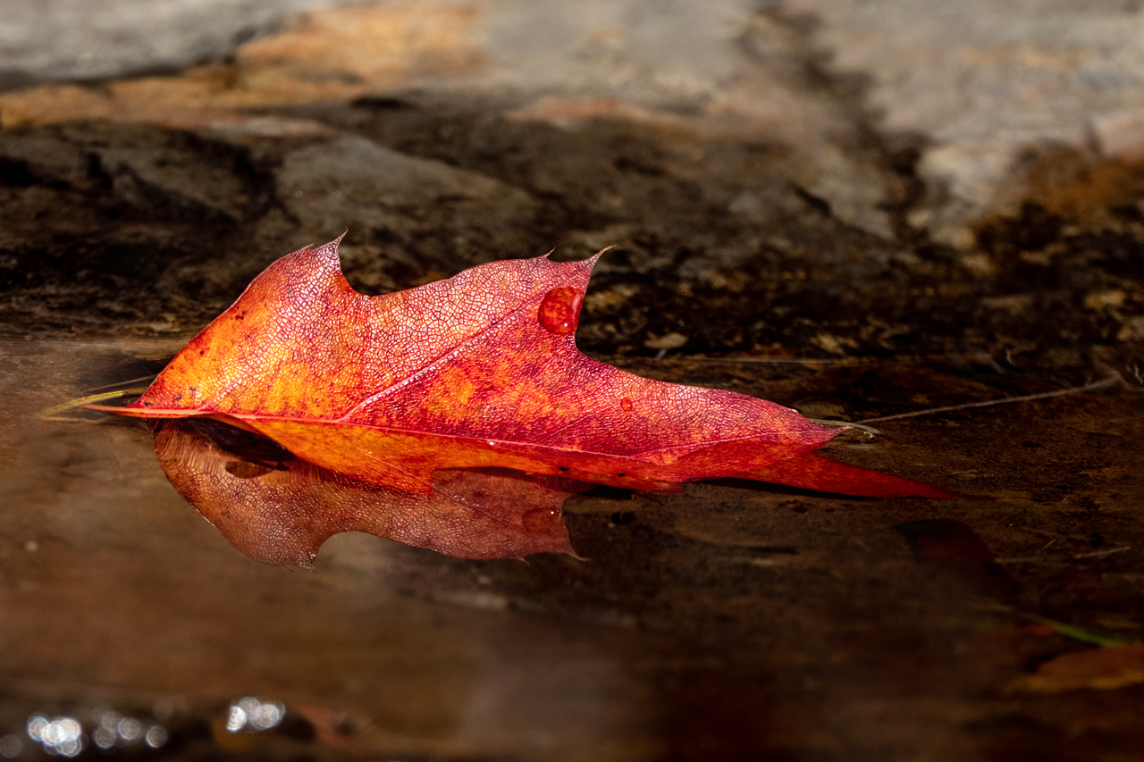 Herbstfeuer