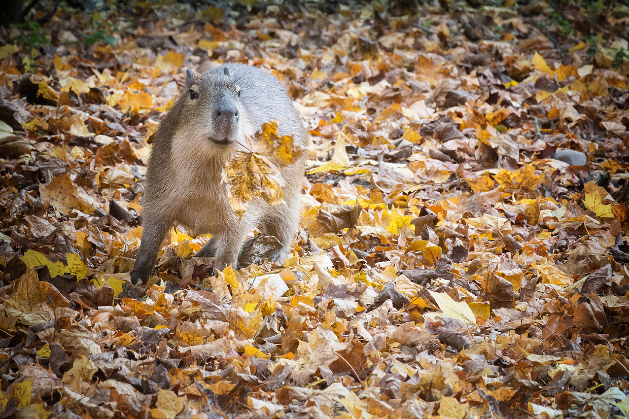 Herbstgrüße vom Capibara-Baby