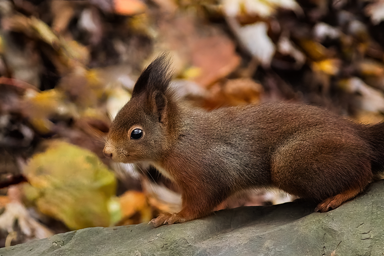 Herbsthörnchen