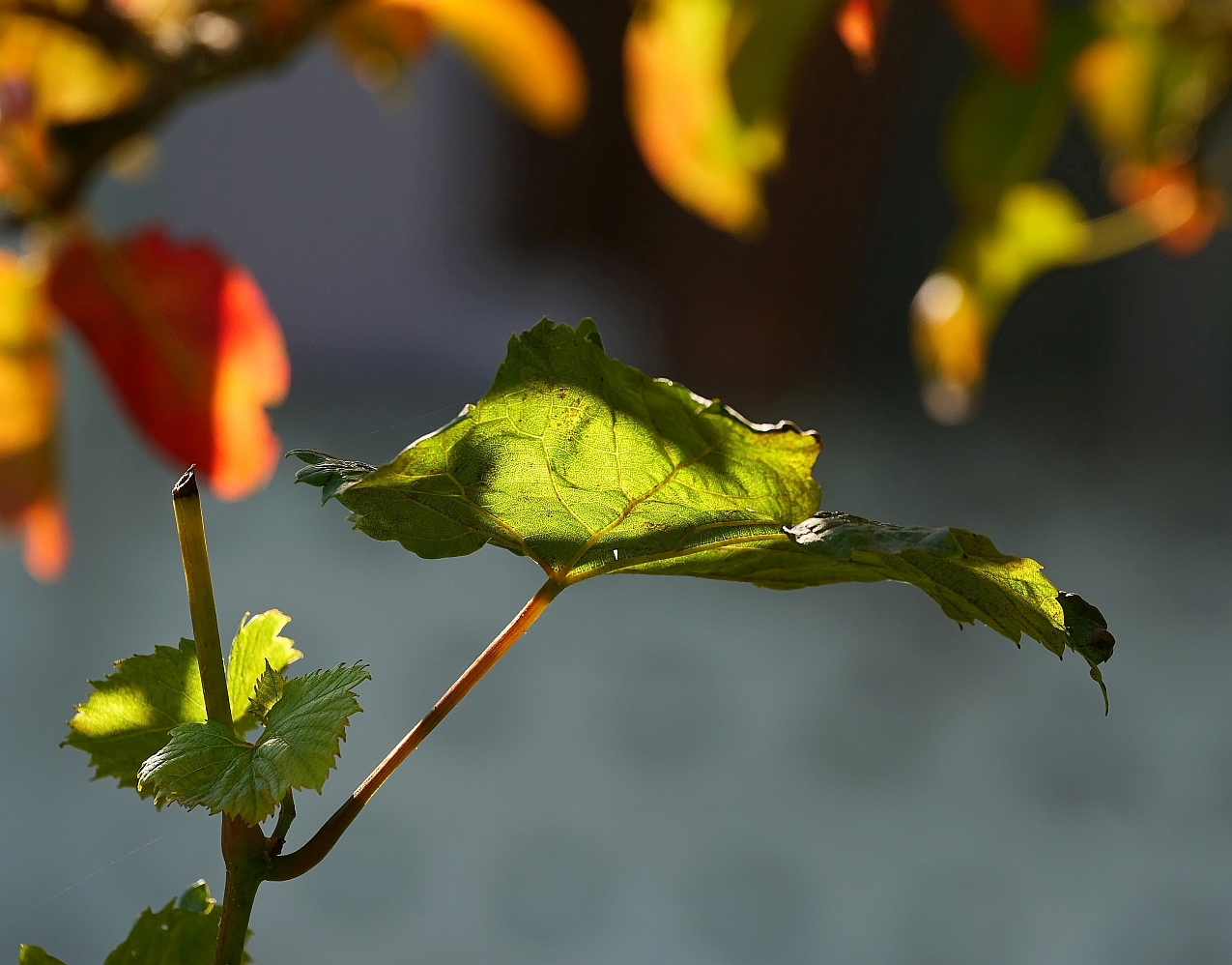 Herbstimpression