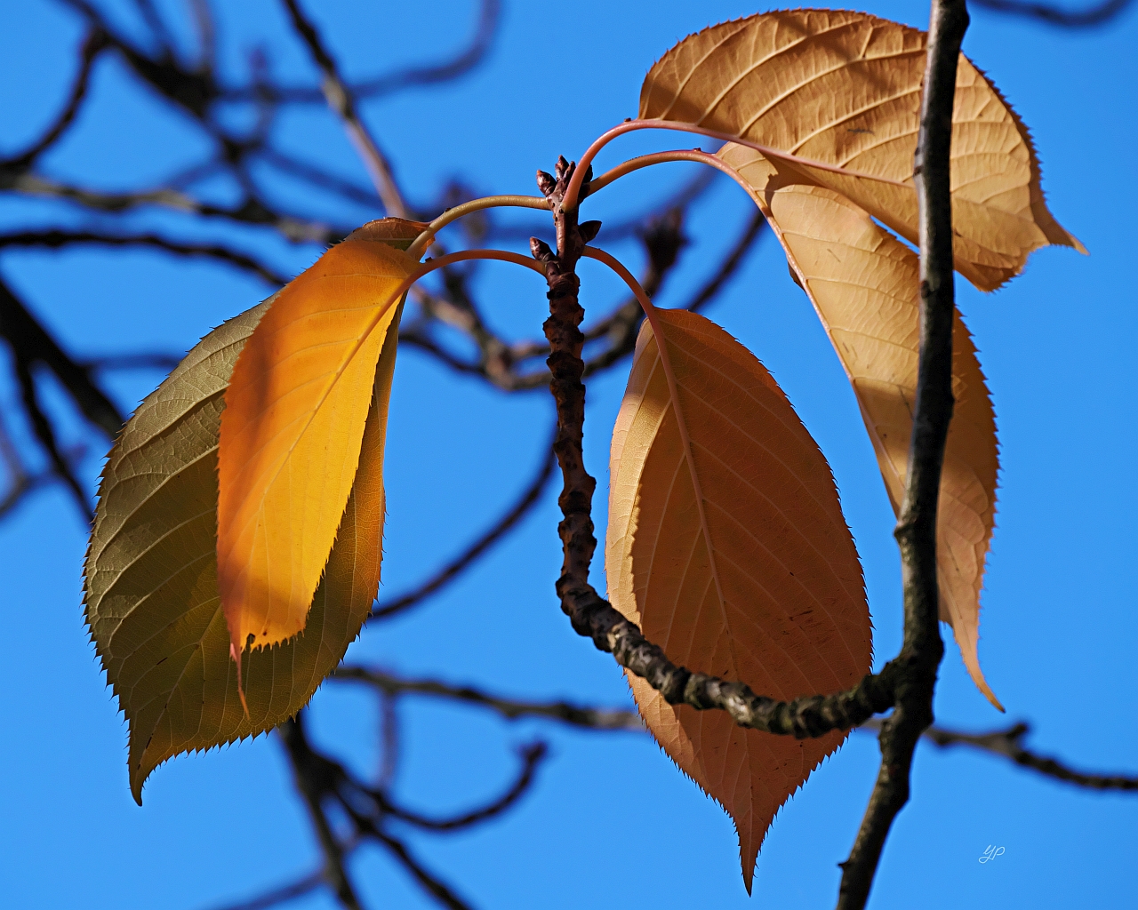 Herbstlaub, Nachlese I