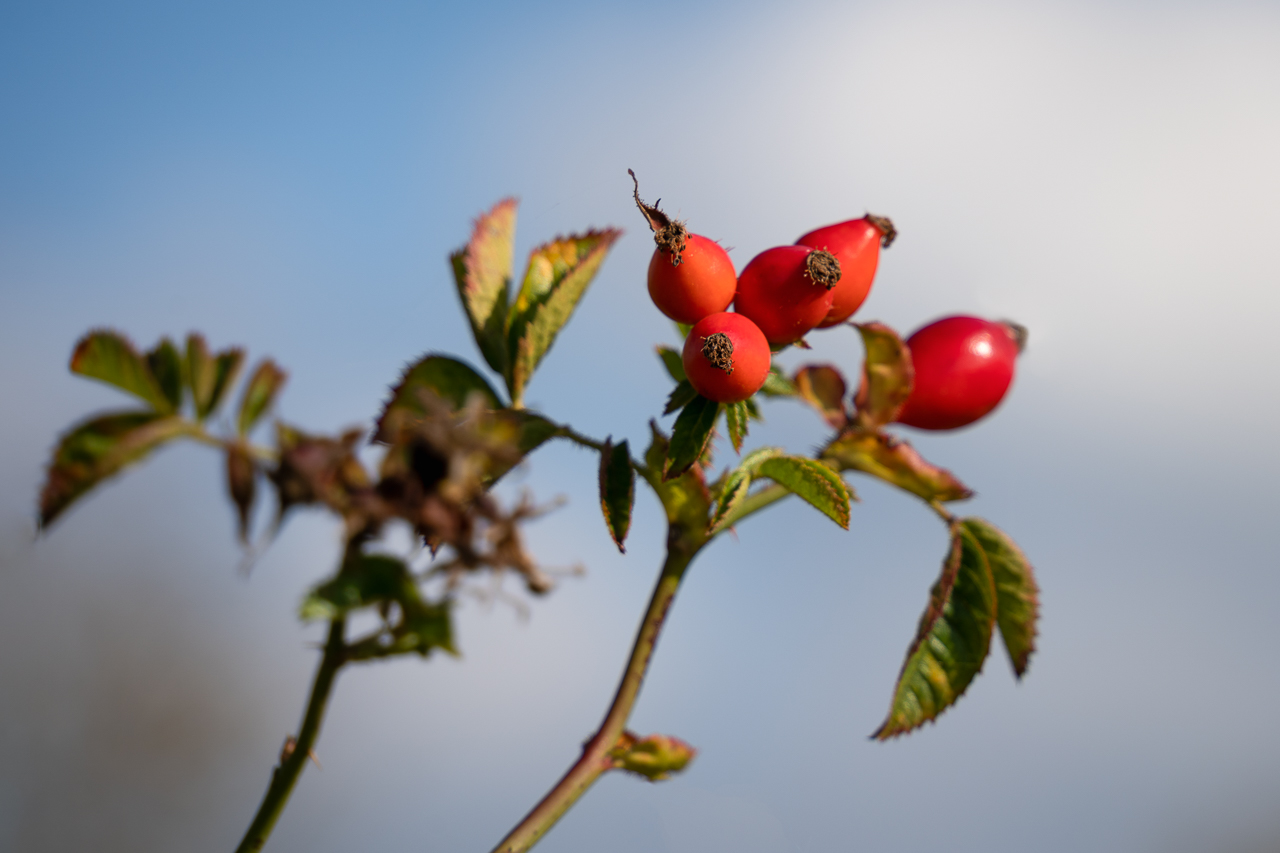 Herbstleuchten