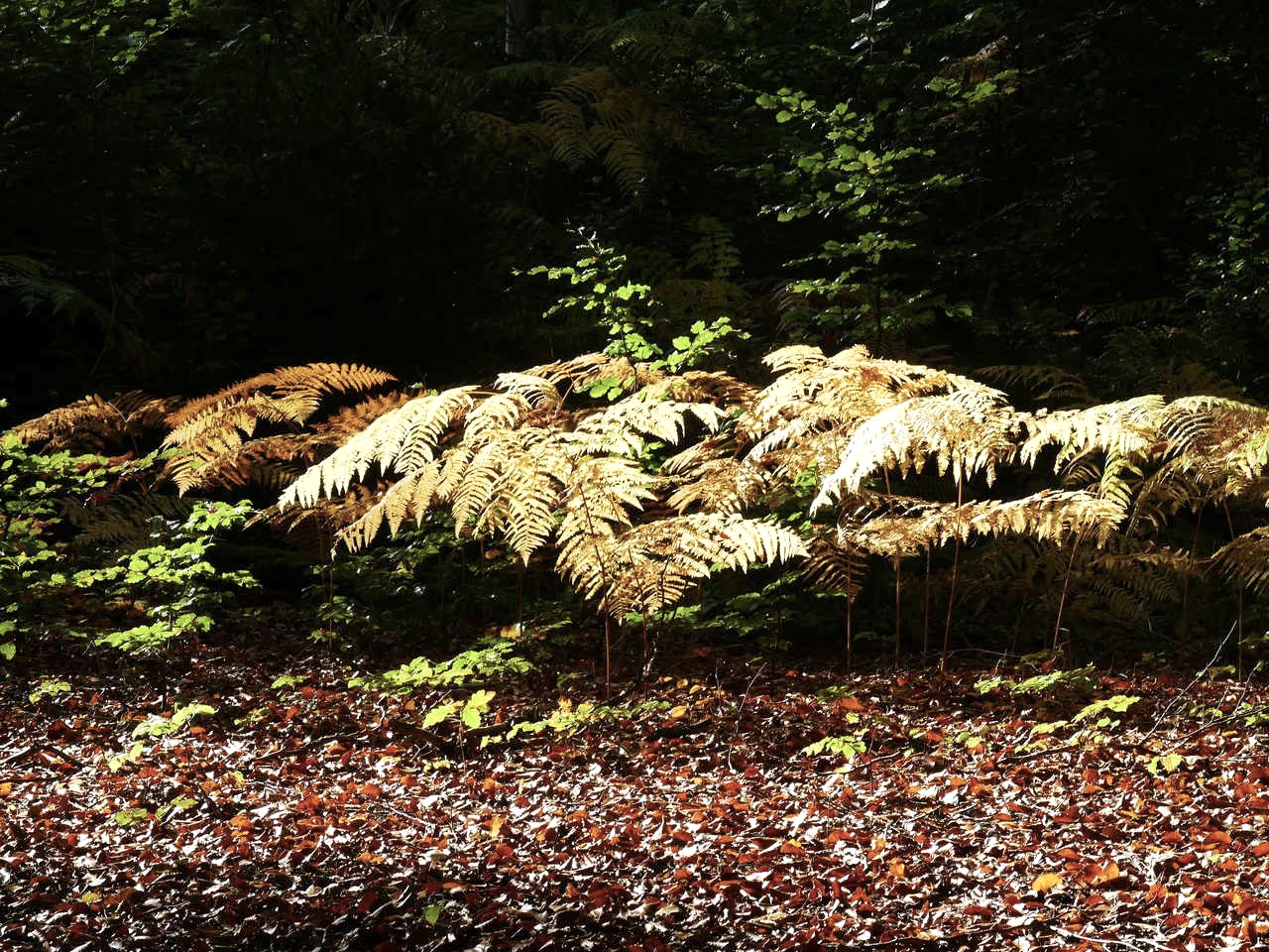 Herbstleuchten