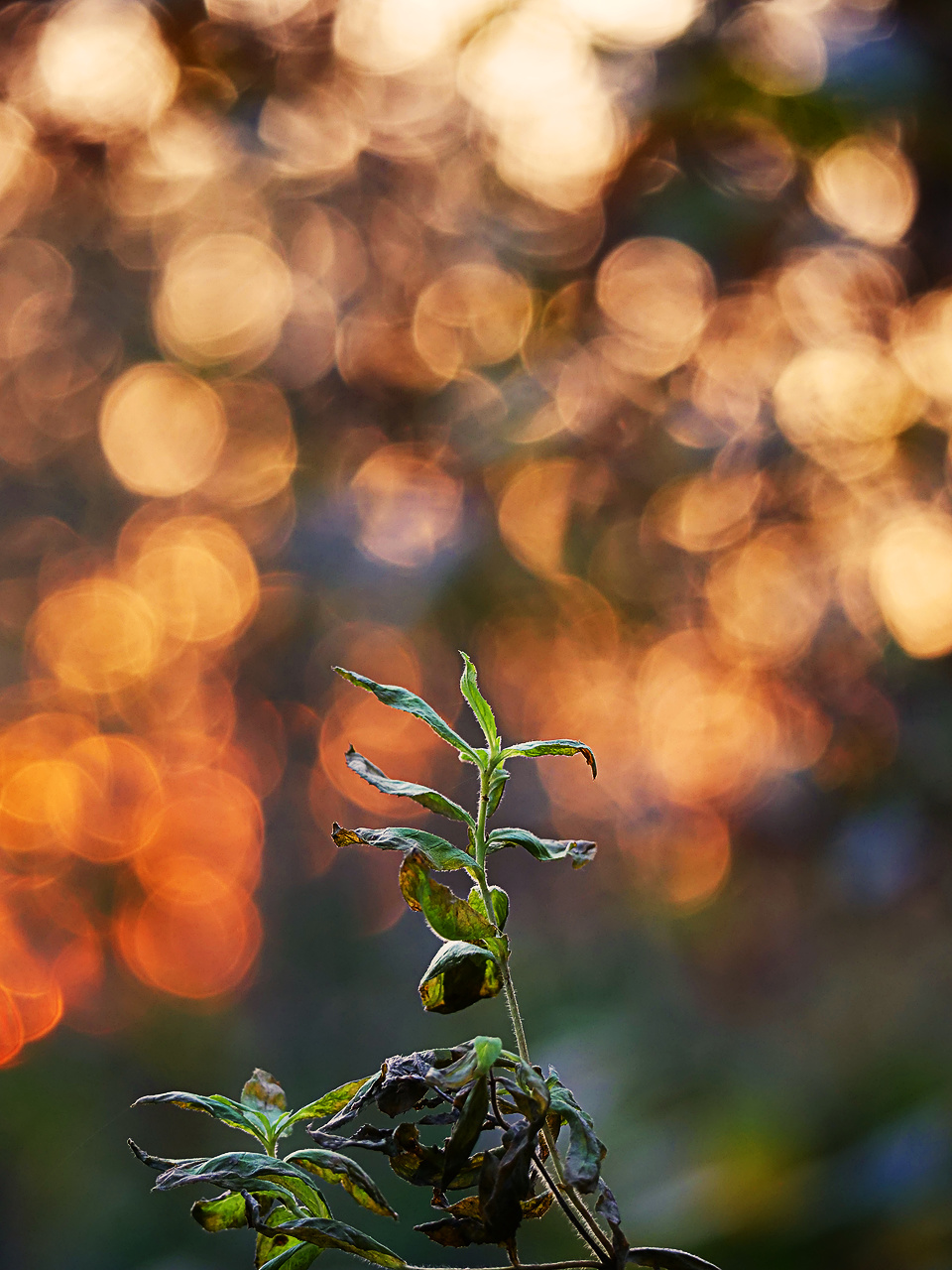 Herbstlich #2