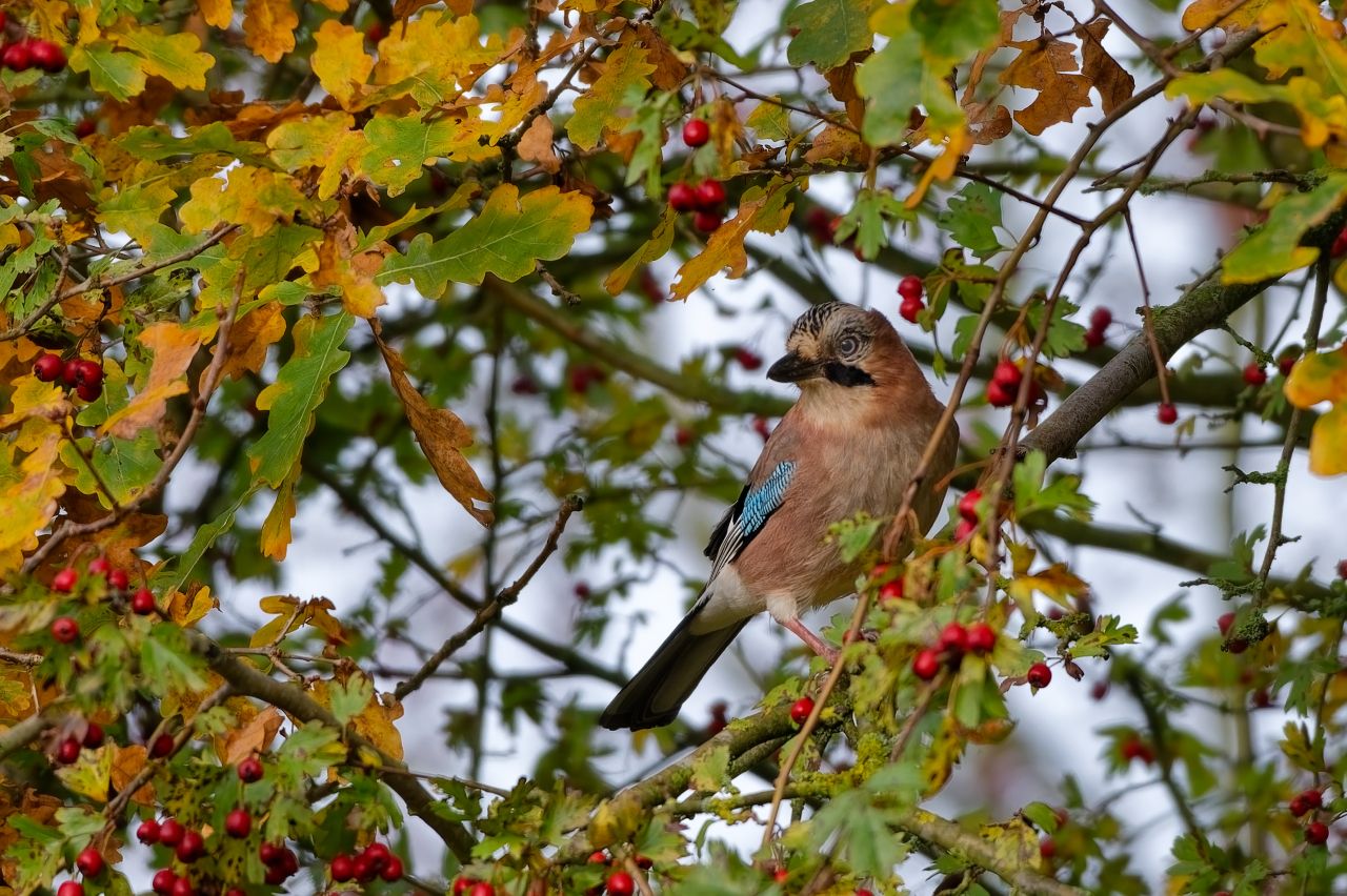 Herbstlich 2