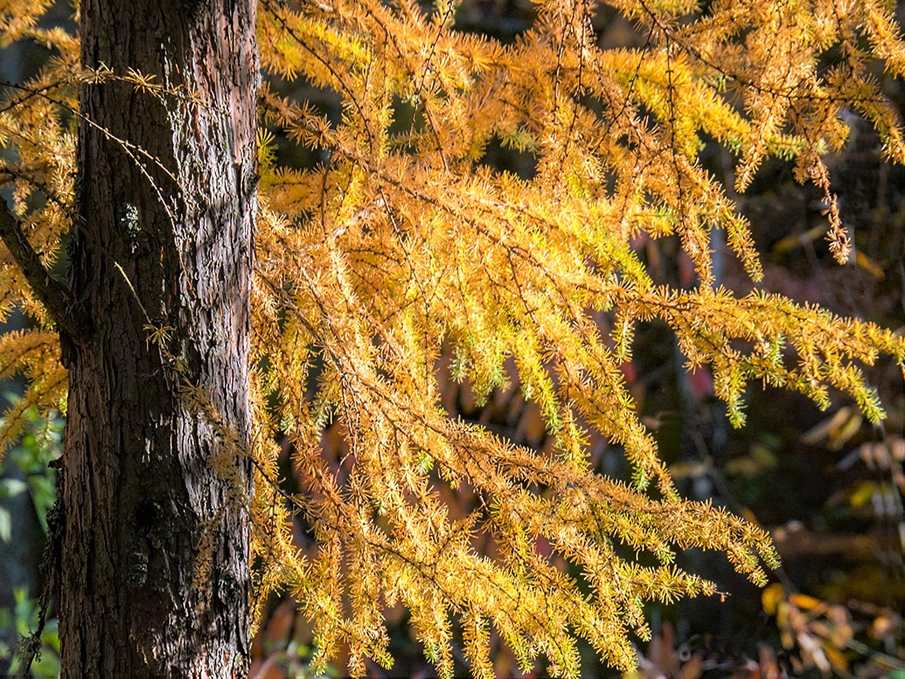 Herbstlich(t)