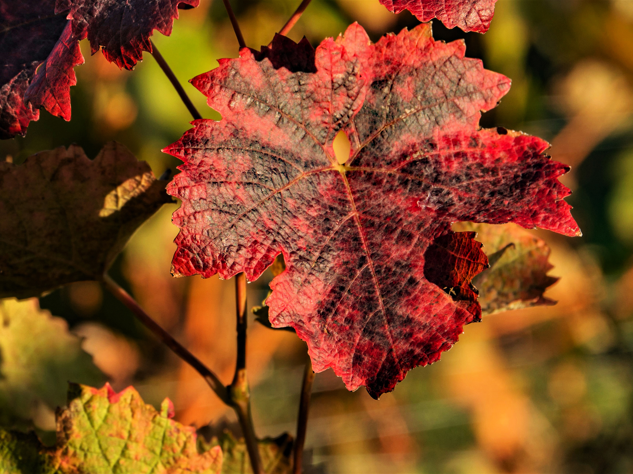 Herbstlich(t)