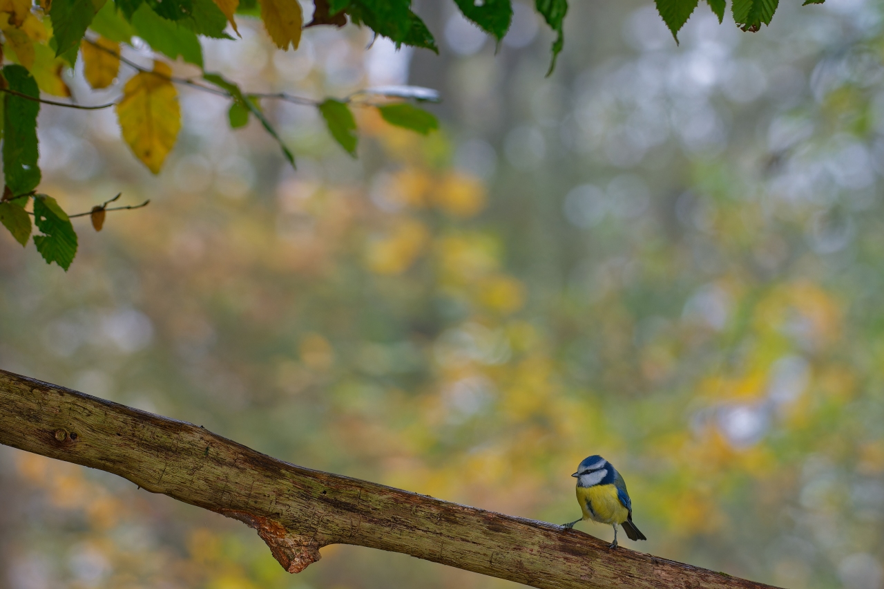 Herbstlich