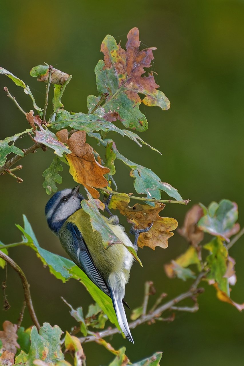 Herbstlich....