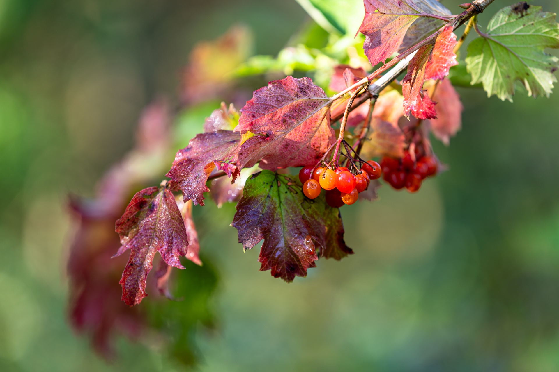 herbstlich