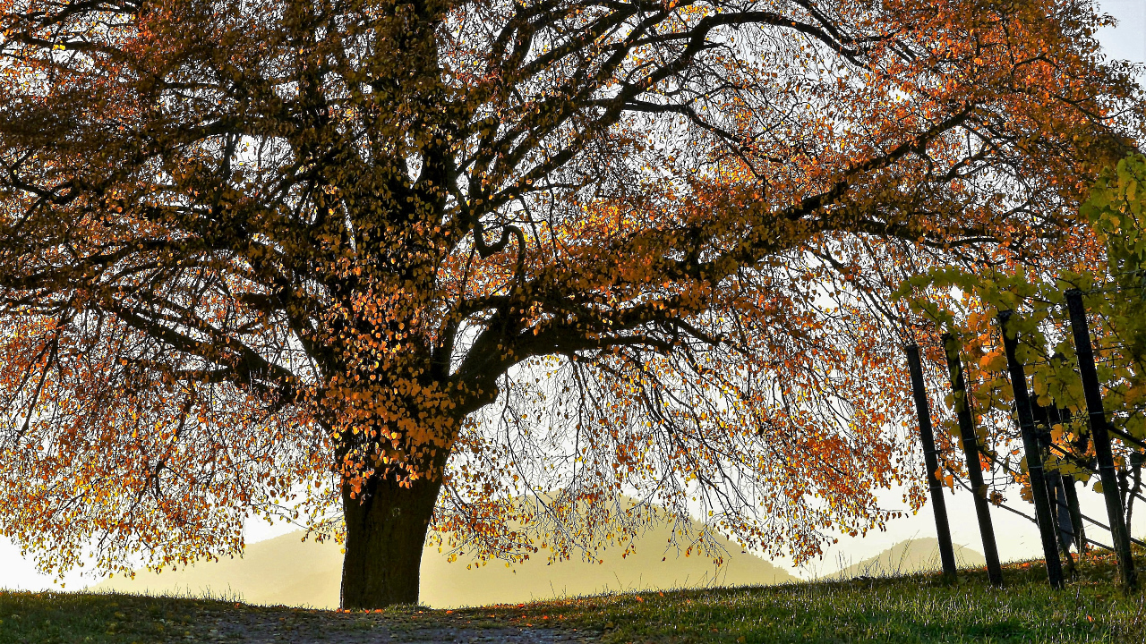 Herbstlicher Pointillismus