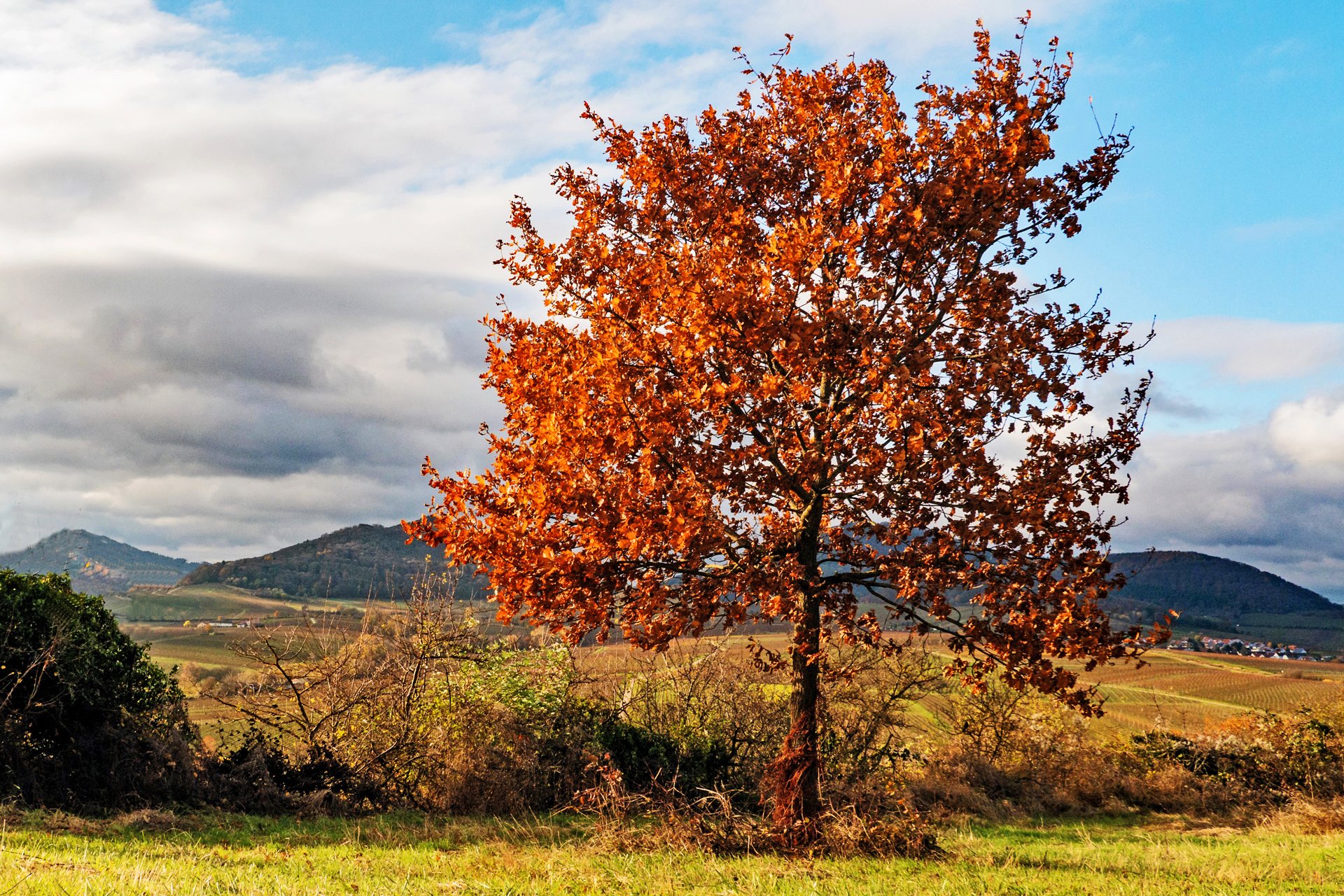 Herbstlicher Solitär
