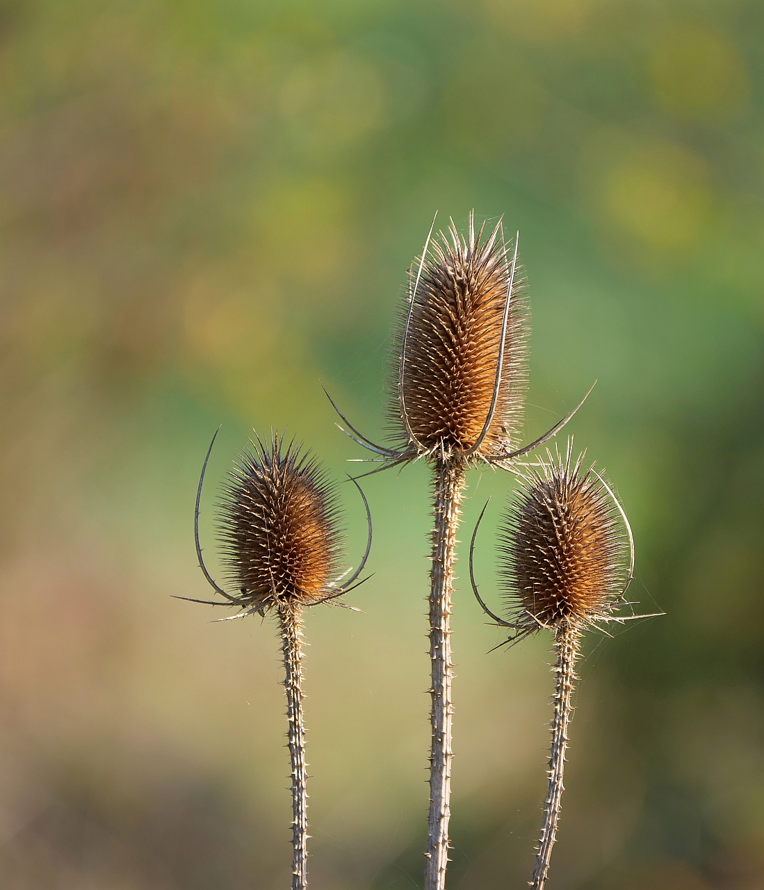 herbstliches Trio