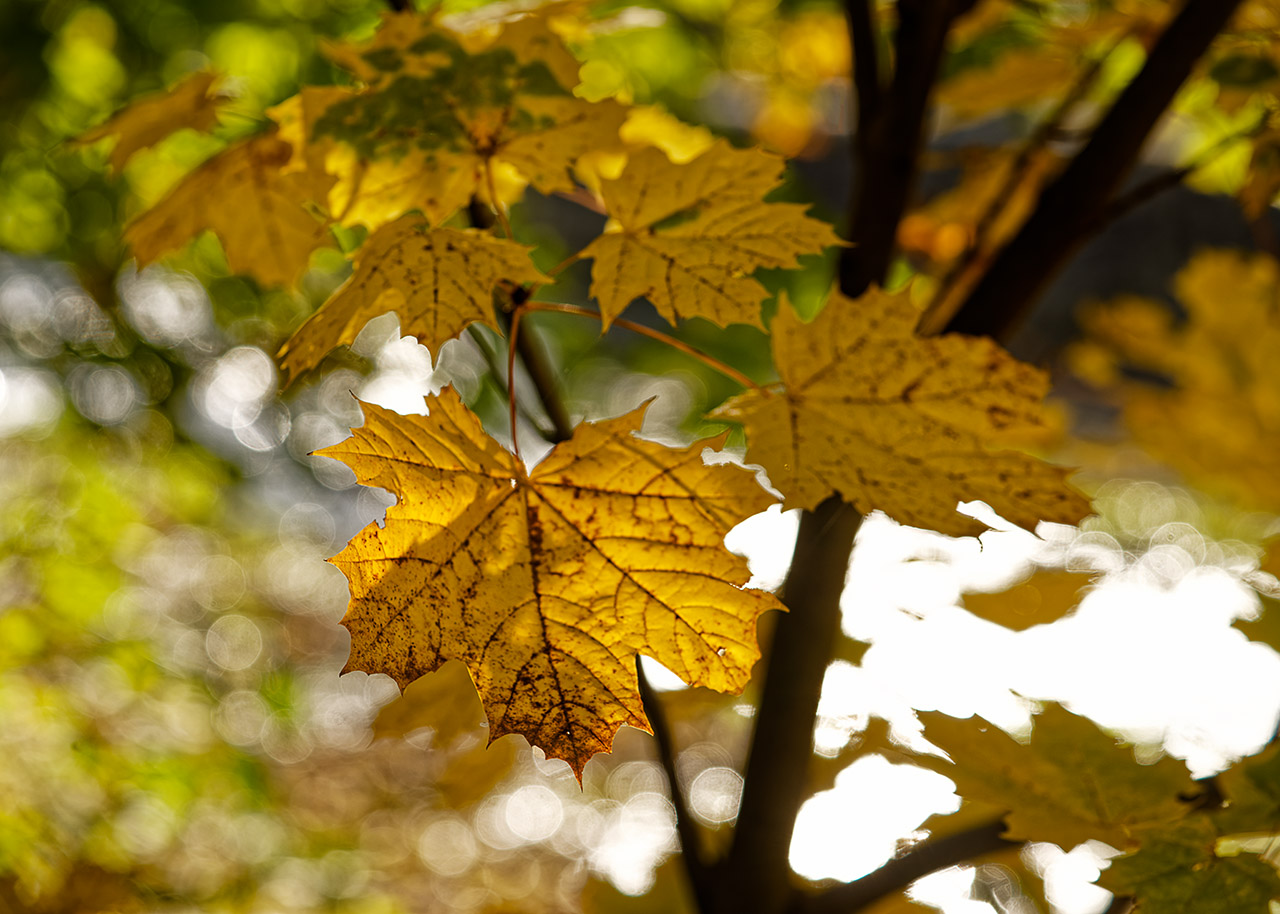 Herbstlicht