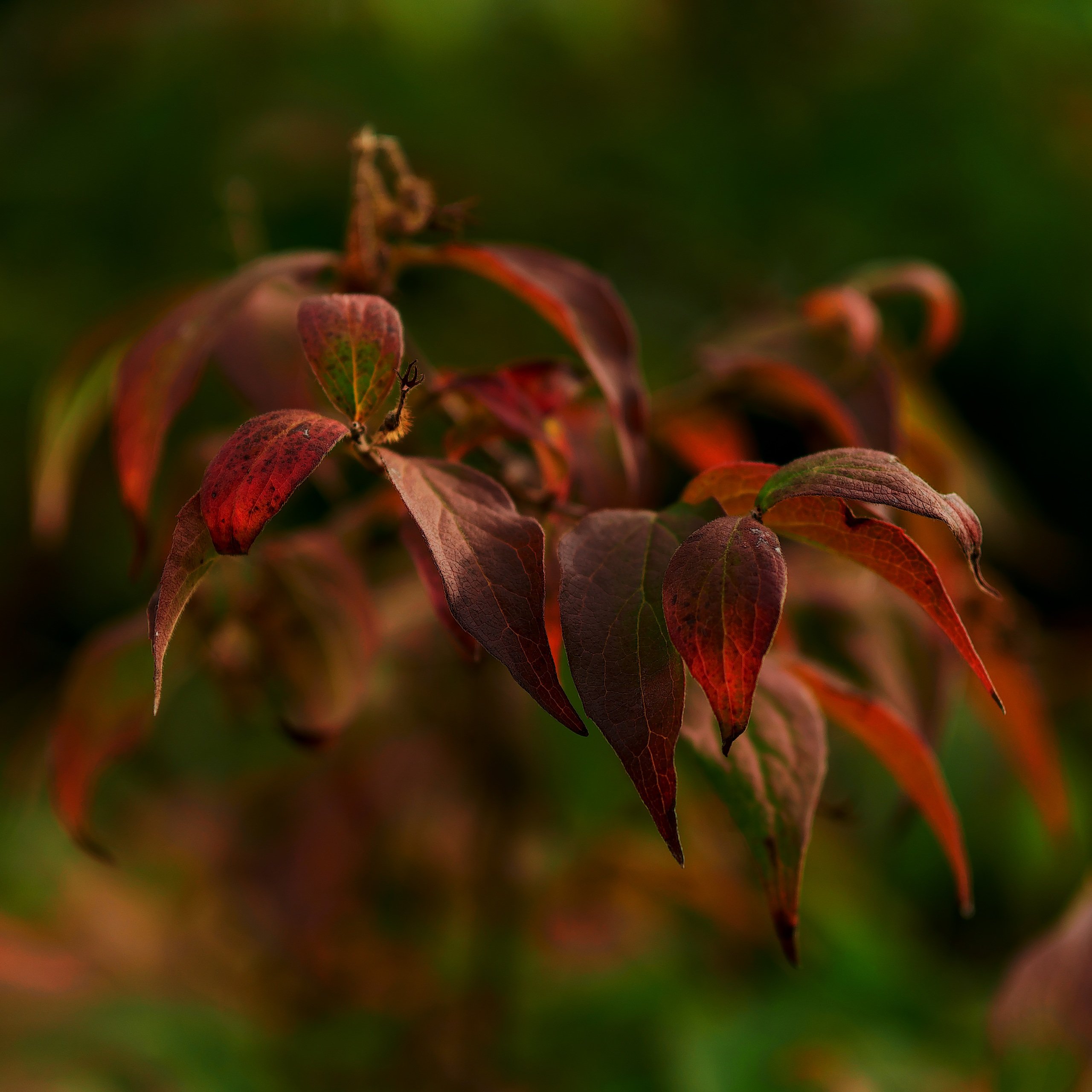 Herbstlicht