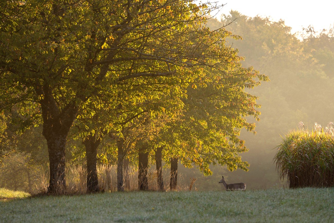 Herbstmorgen