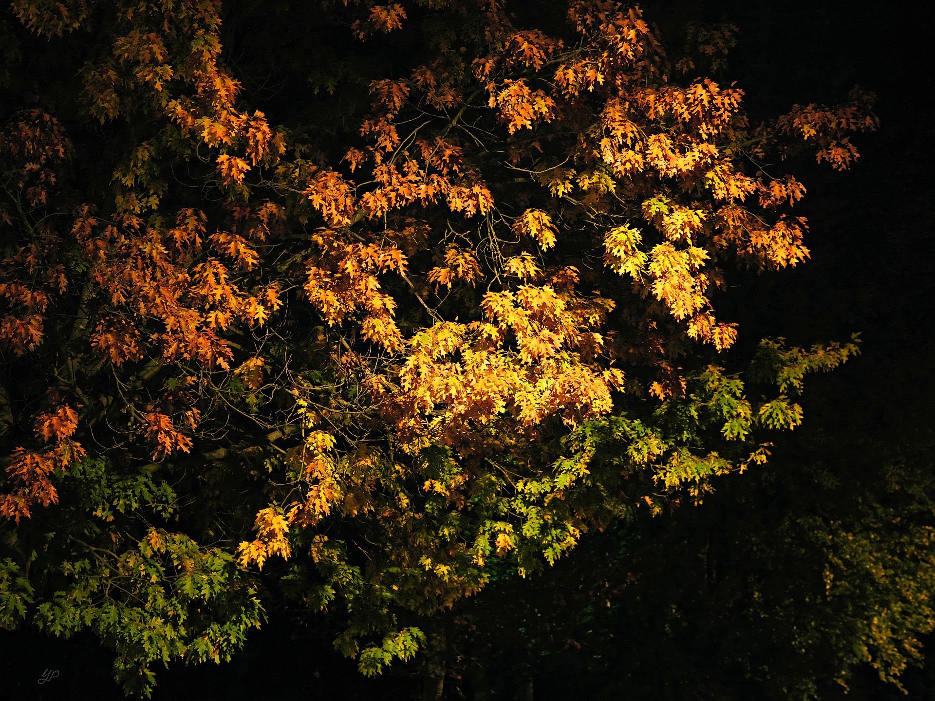 Herbstnacht