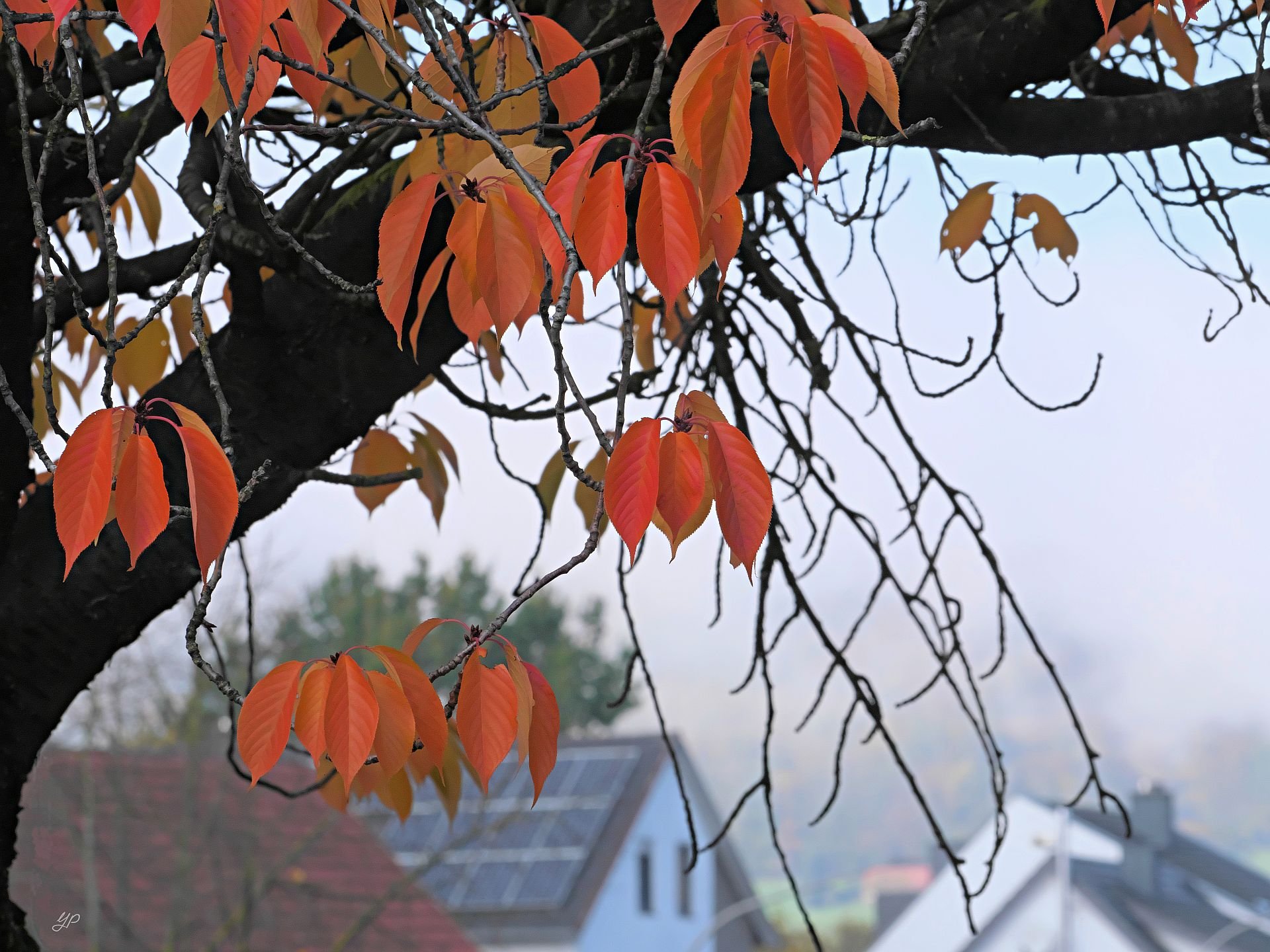 Herbstnebel