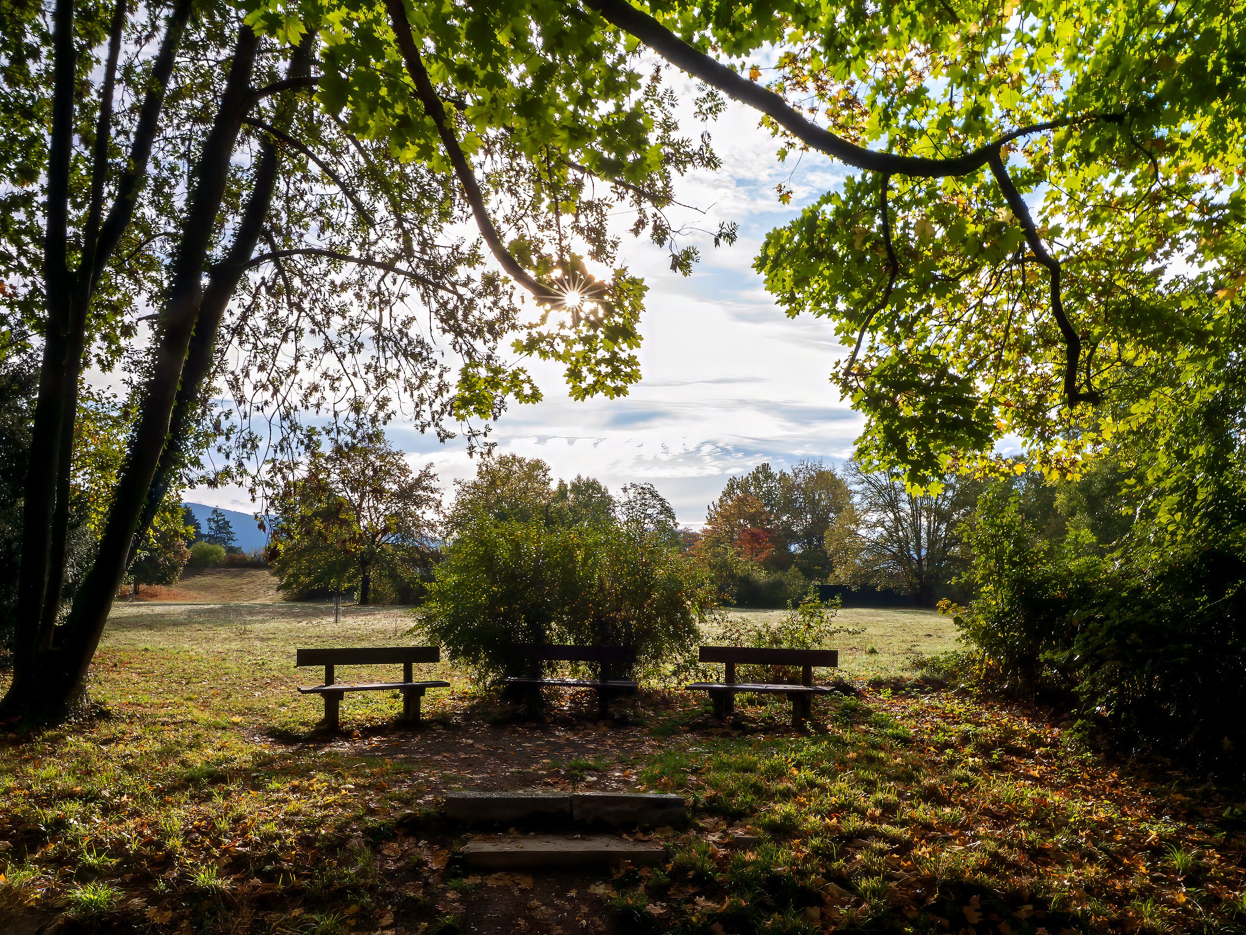 Herbststern über den Sitzbänken