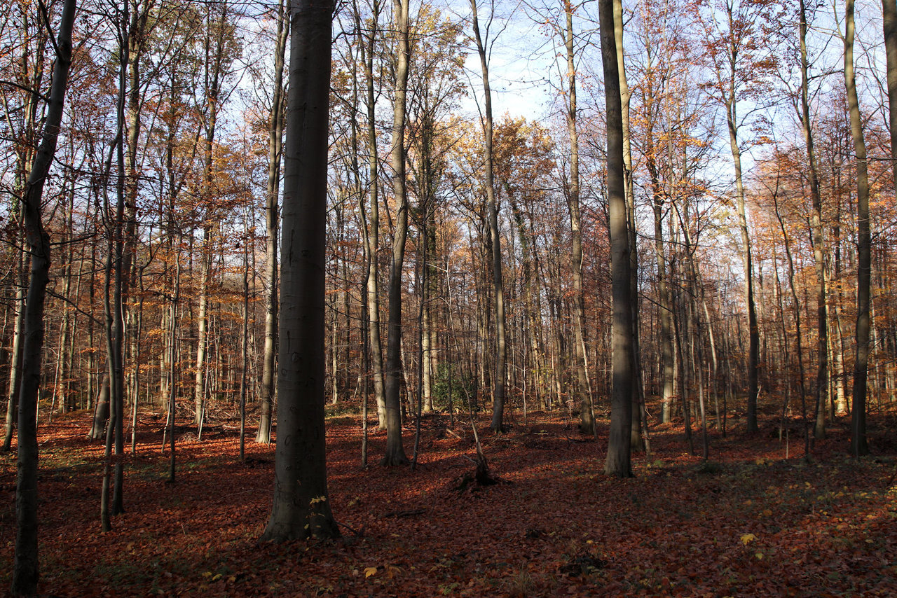 Herbstwald -18-11-2016-IMG_3204_DxO.jpg