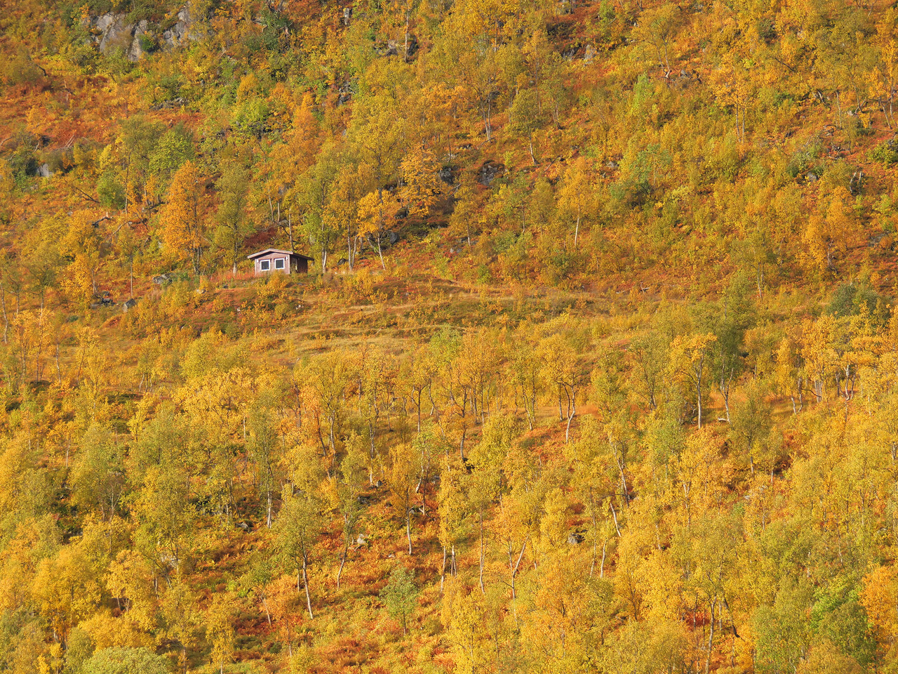 Herbstwald