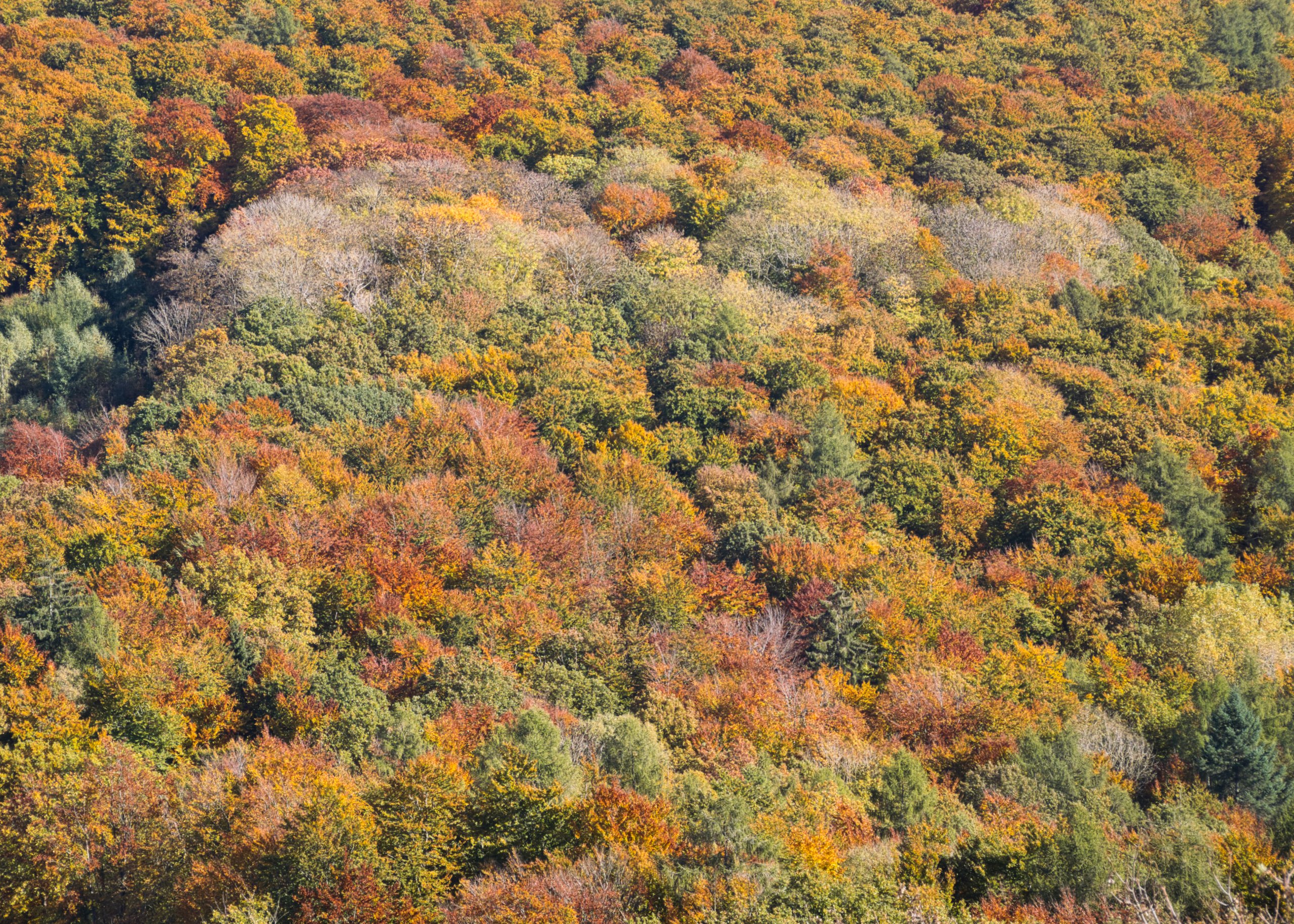 Herbstwald