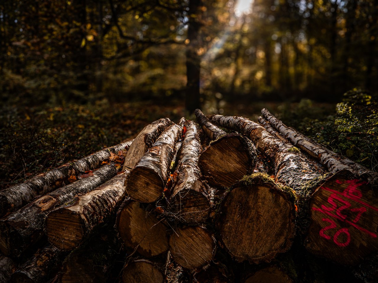 Herbstwald