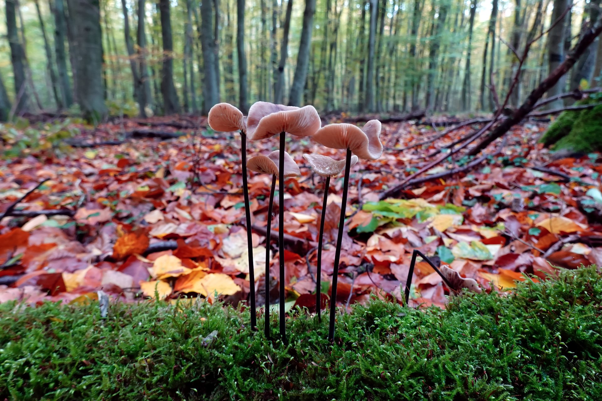 Herbstwaldboden 2