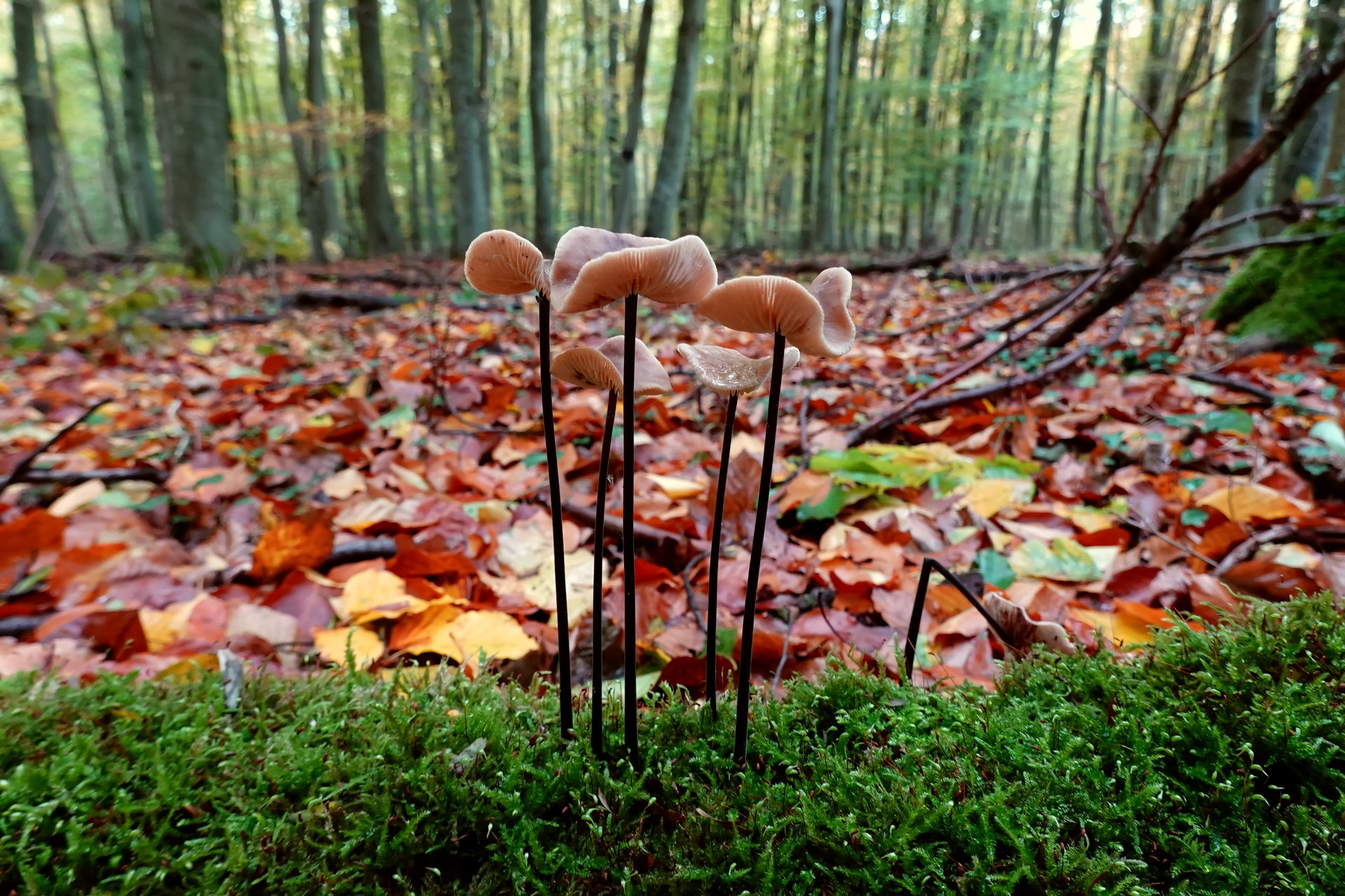 Herbstwaldboden 3
