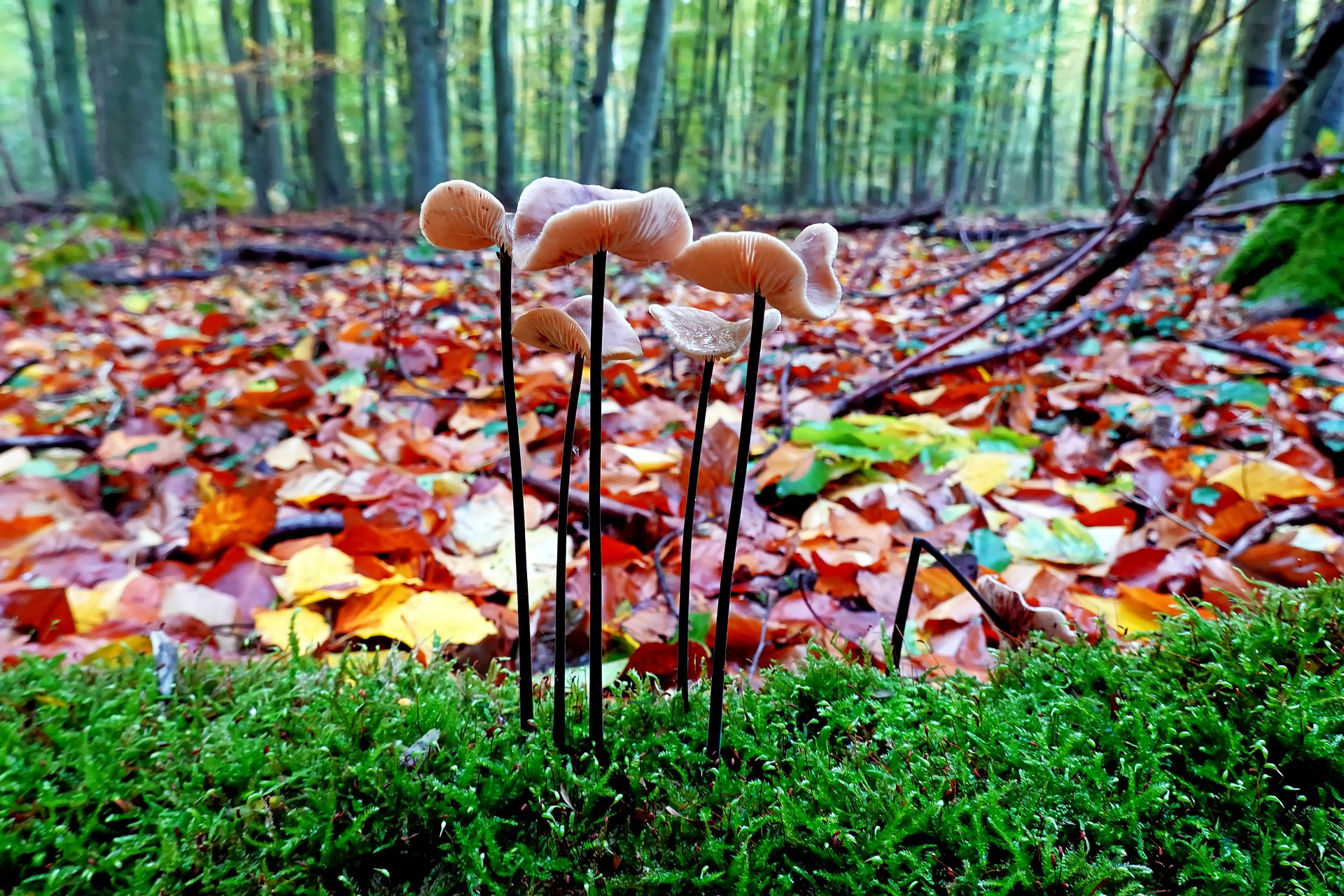 Herbstwaldboden