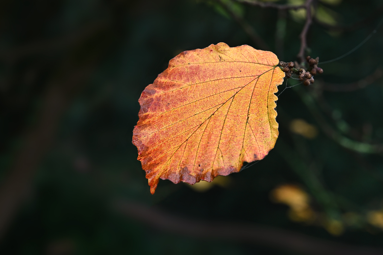 Herbstzeit